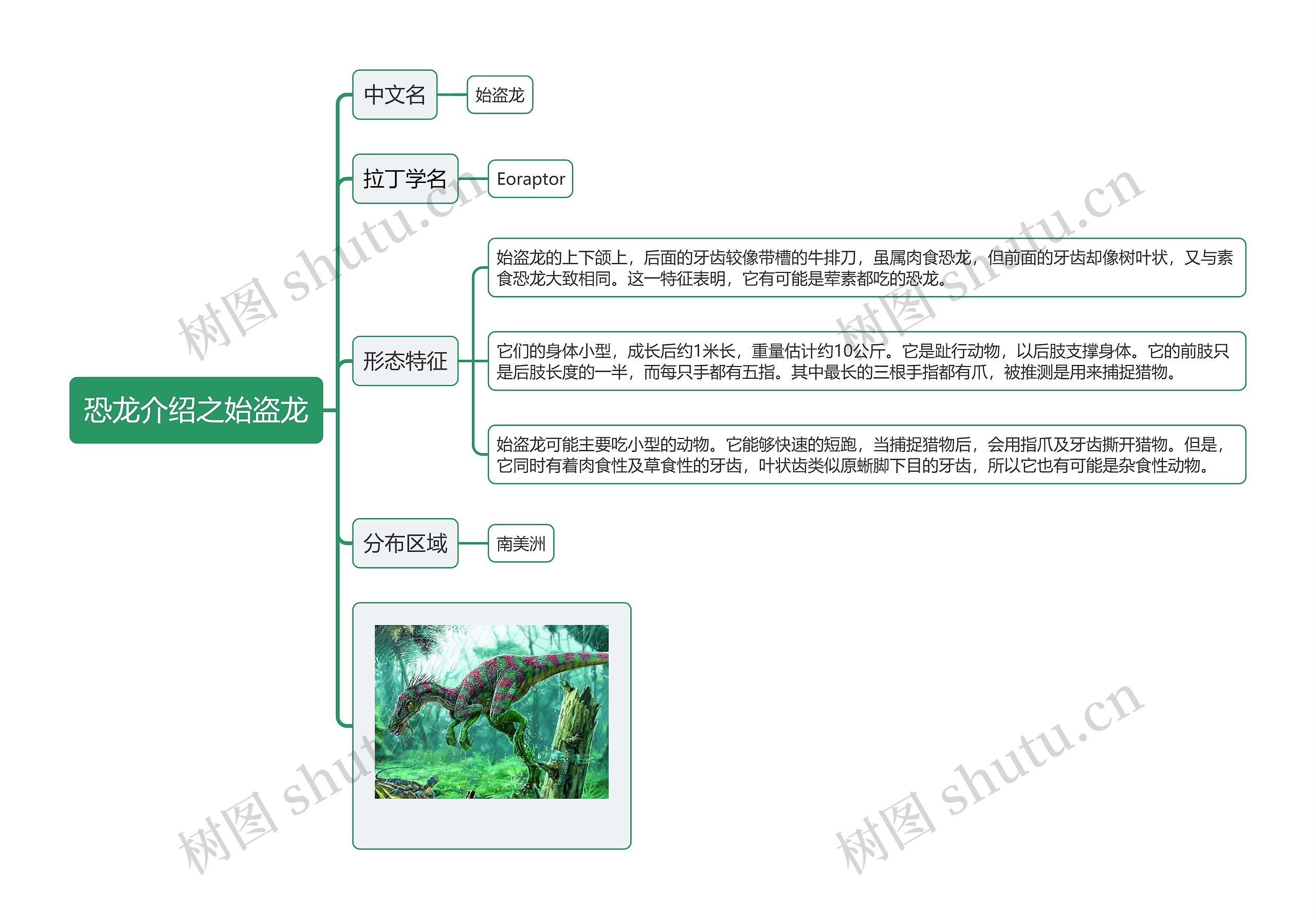 恐龙介绍之始盗龙思维导图