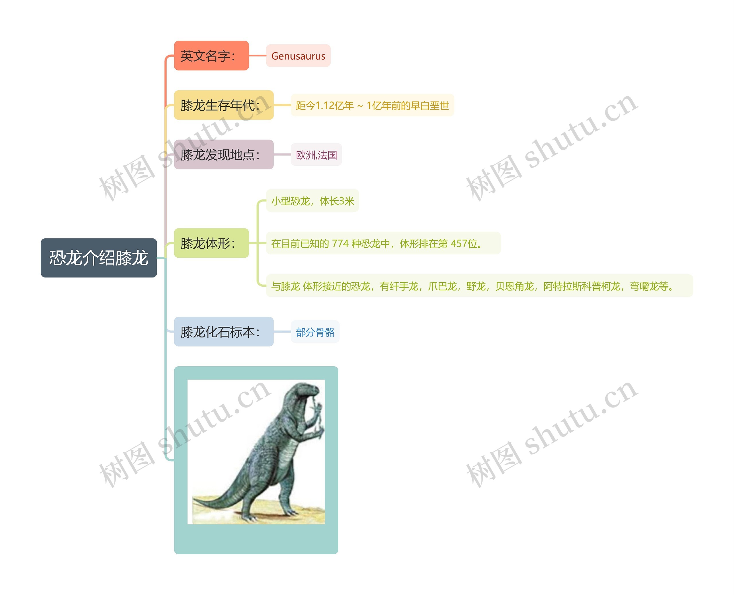 恐龙介绍膝龙思维导图