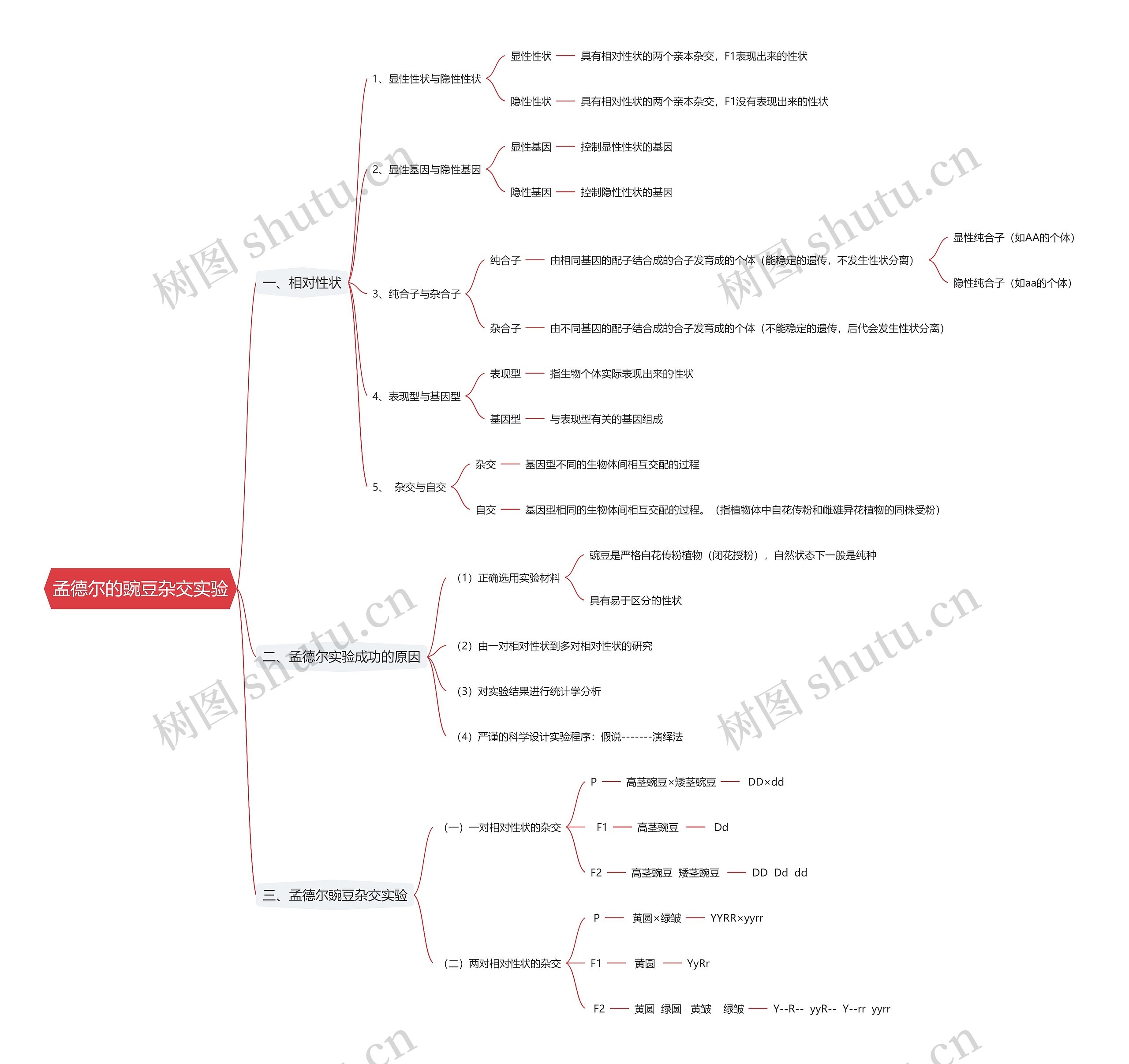 孟德尔的豌豆杂交实验思维导图