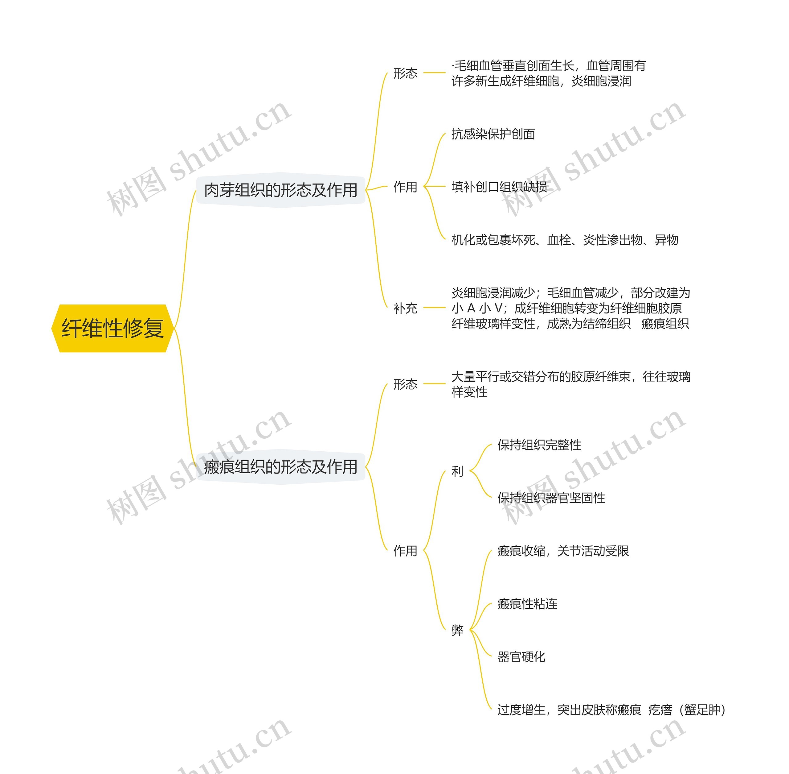 纤维性修复思维导图