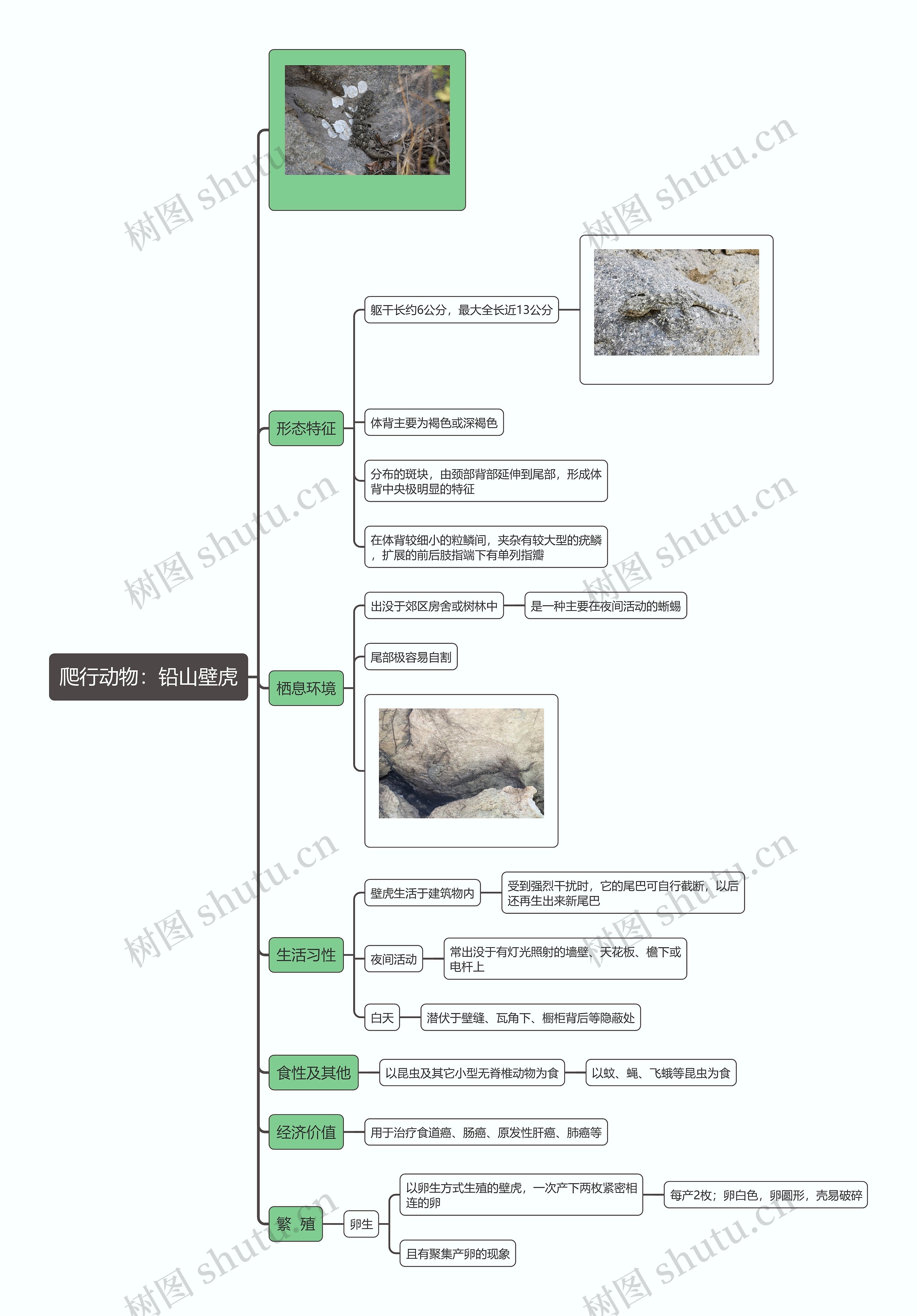 爬行动物：铅山壁虎思维导图