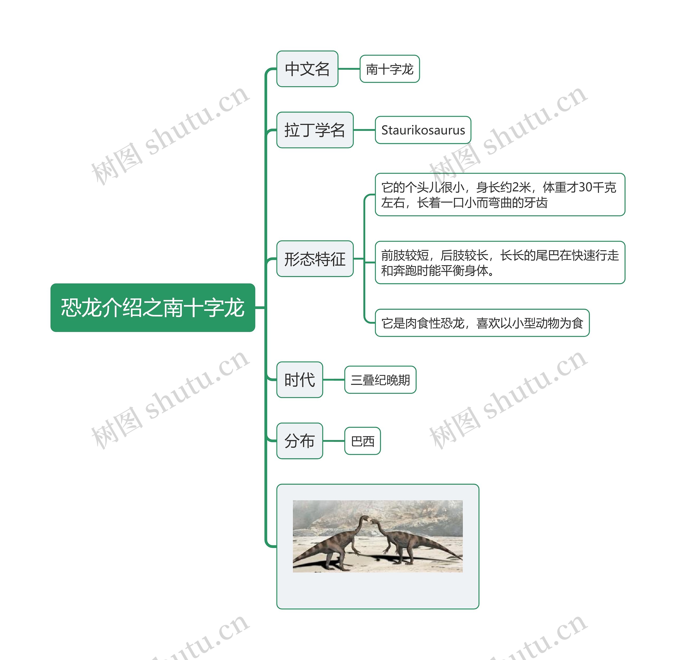 恐龙介绍之南十字龙思维导图