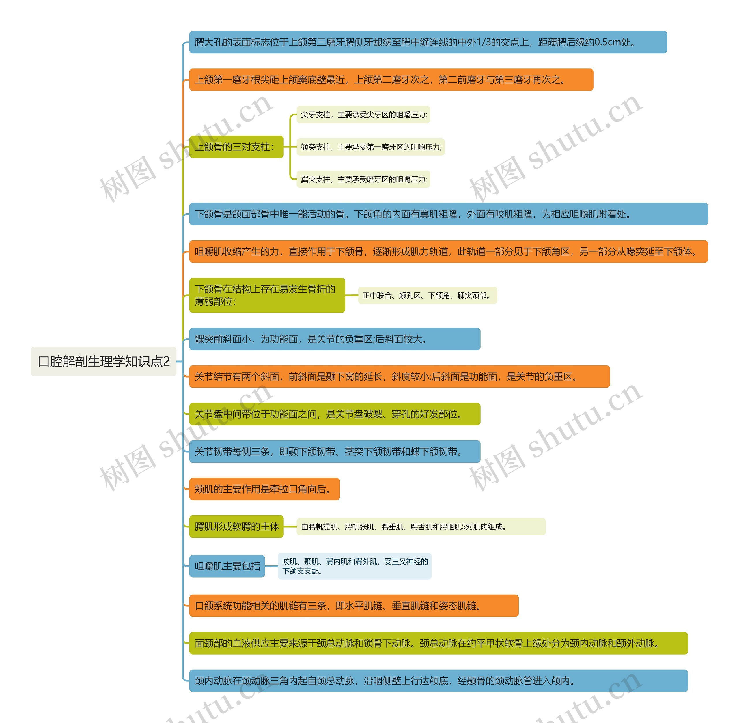 口腔解剖生理学知识点2思维导图高清图 口腔解剖生理学知识点2思维导图