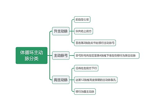 体循环主动脉分类思维导图