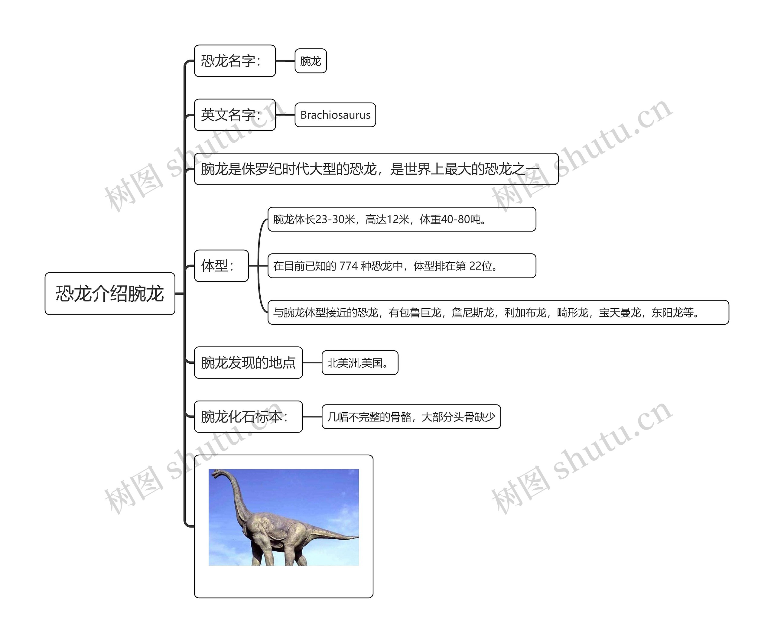 恐龙介绍腕龙思维导图