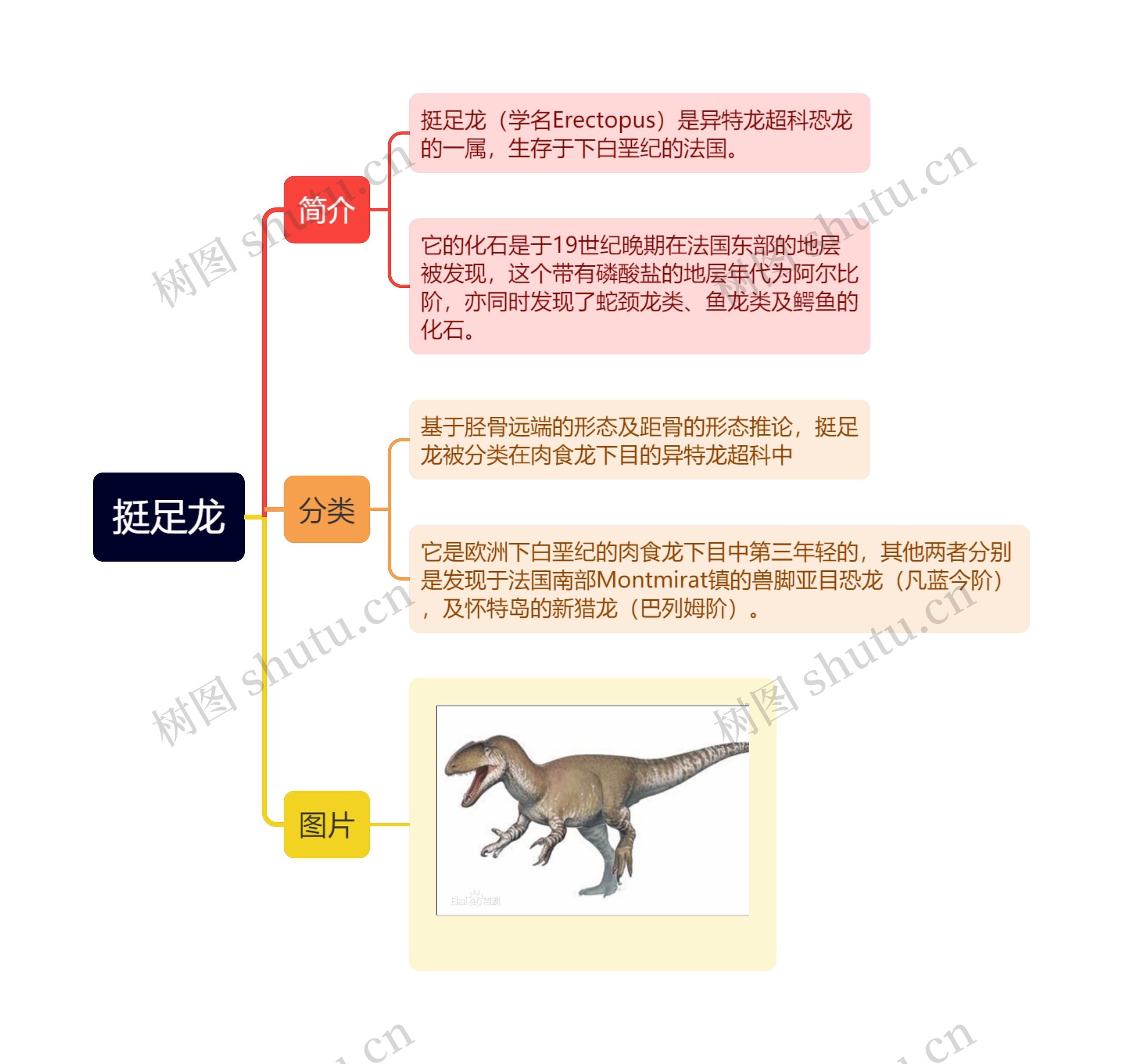 挺足龙思维导图