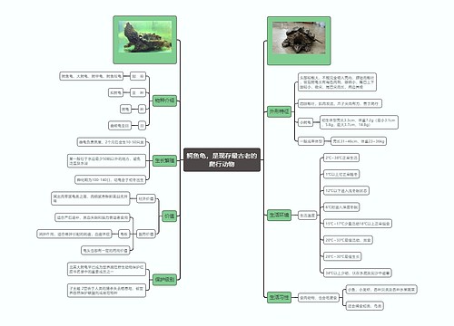 鳄鱼龟，是现存最古老的爬行动物