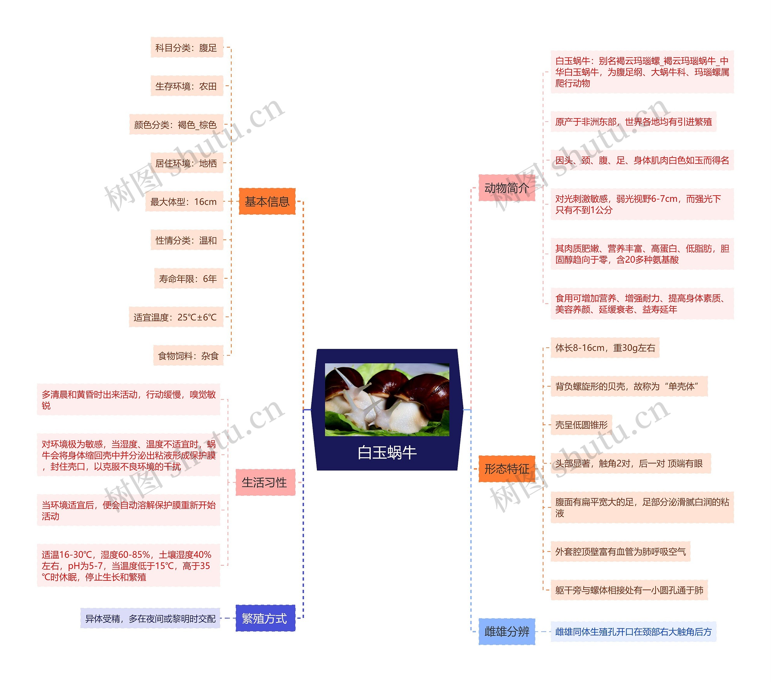 白玉蜗牛思维导图