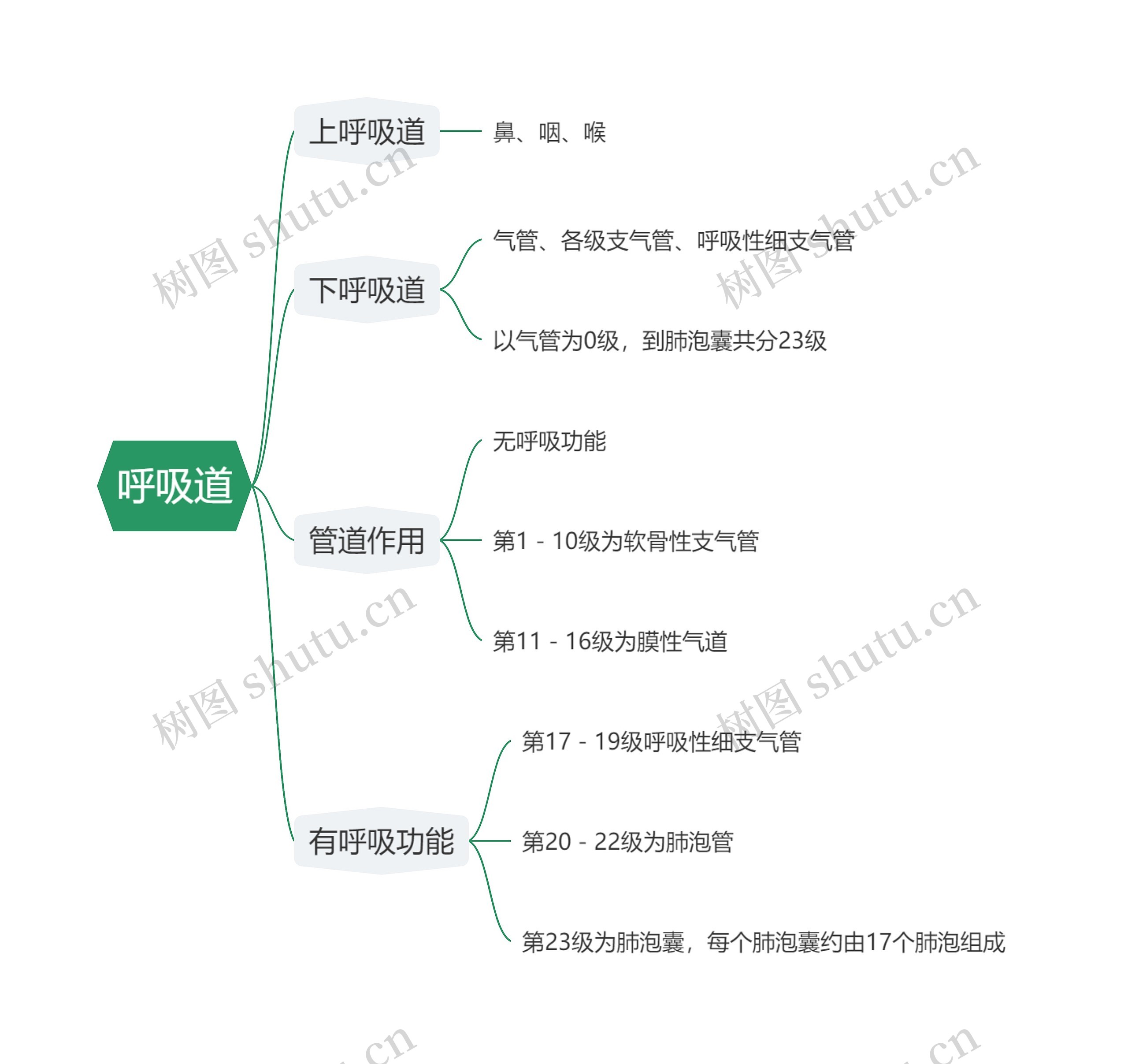 呼吸道思维导图