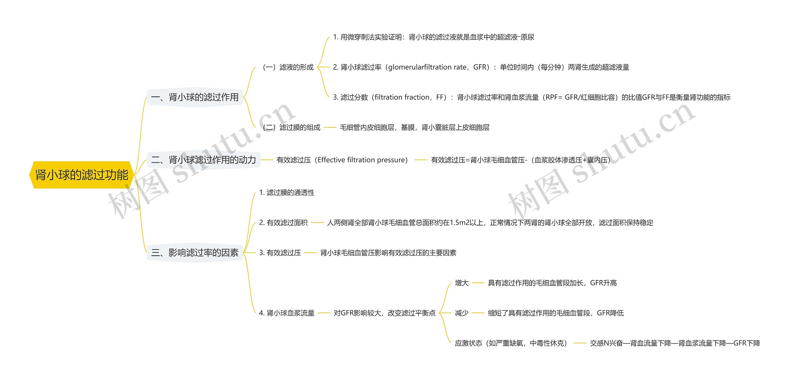 肾小球的滤过功能思维导图