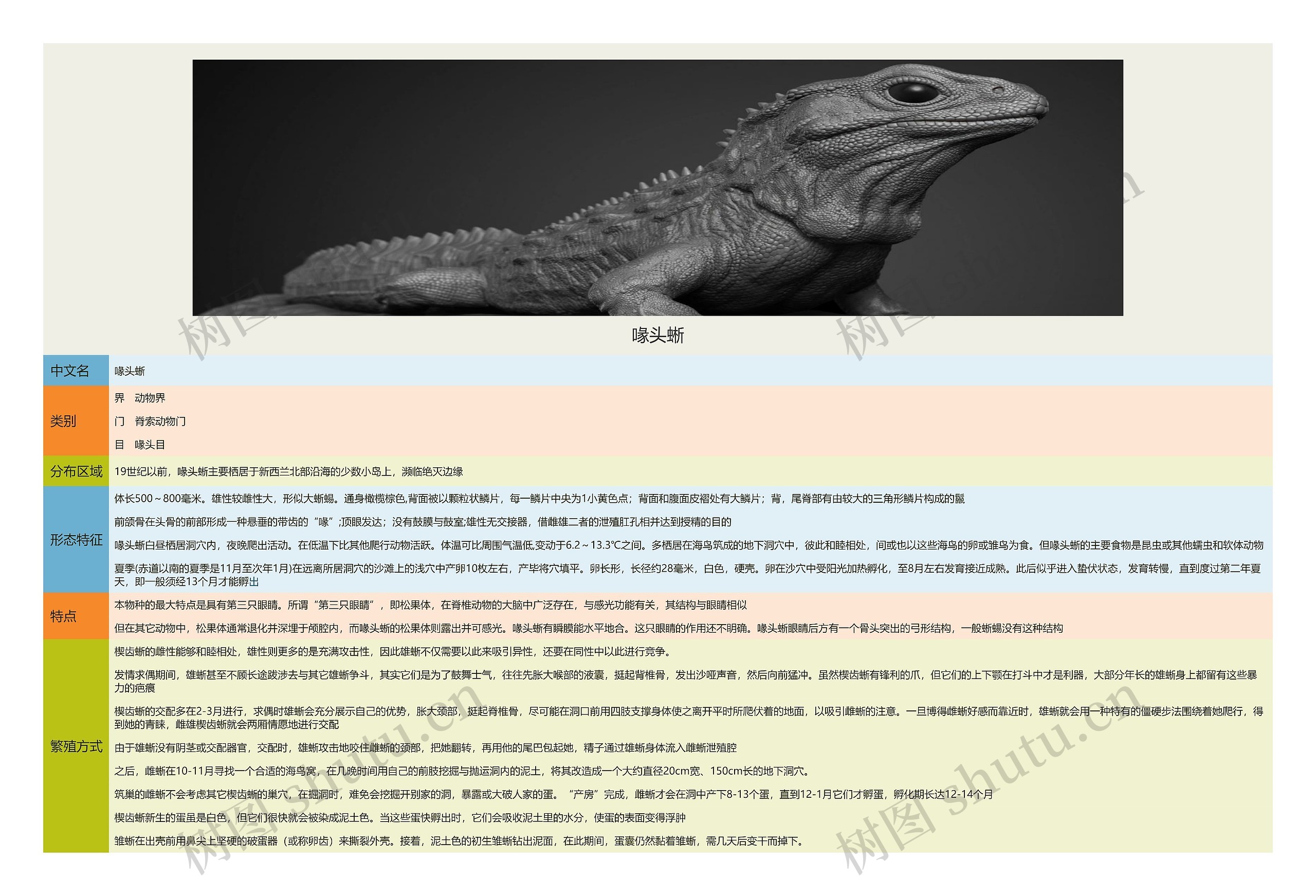 喙头蜥思维导图