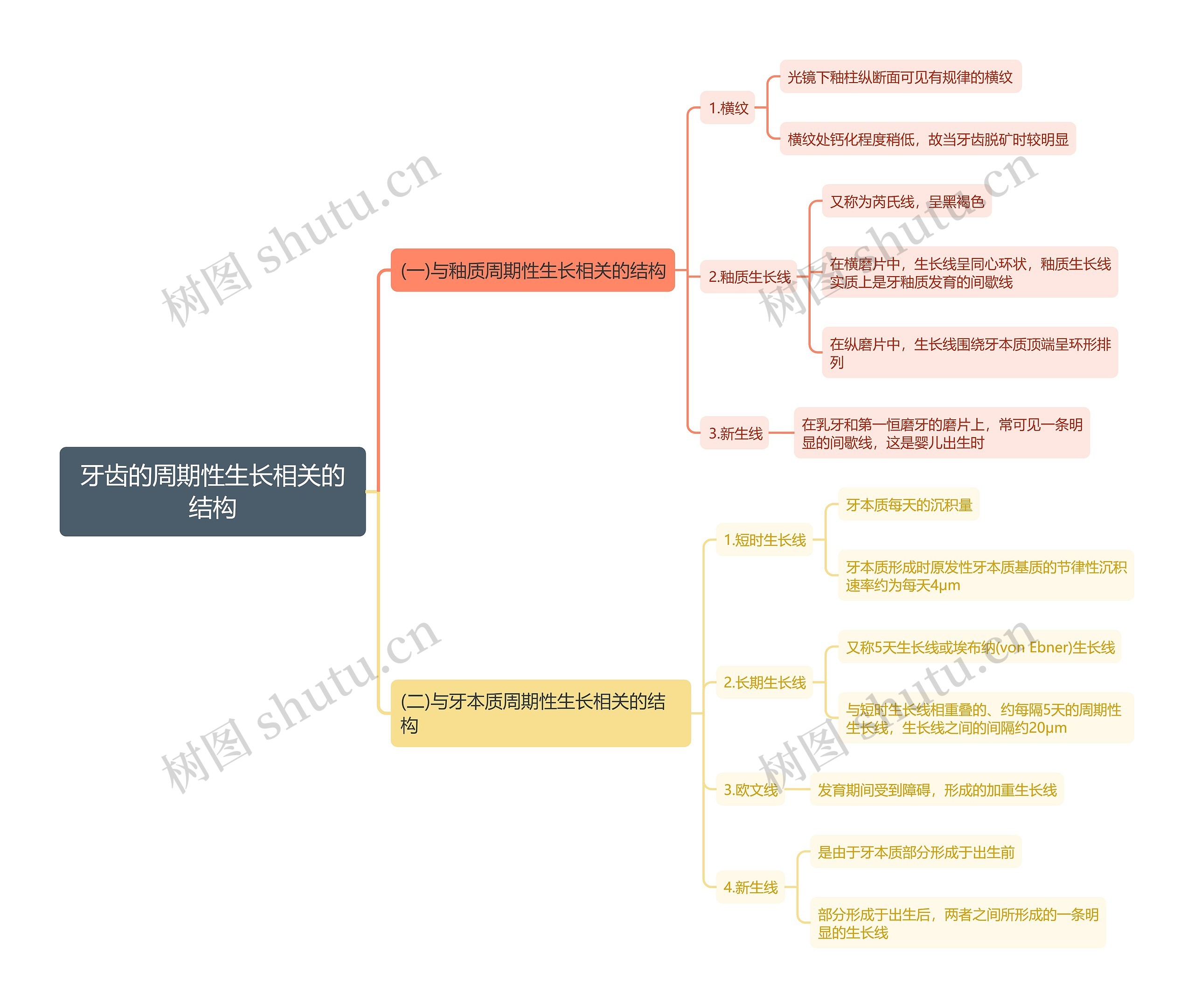 牙齿的周期性生长相关的结构