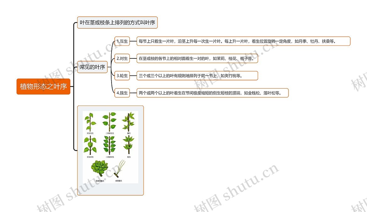 植物形态之叶序思维导图_编号t3151660-TreeMind树图