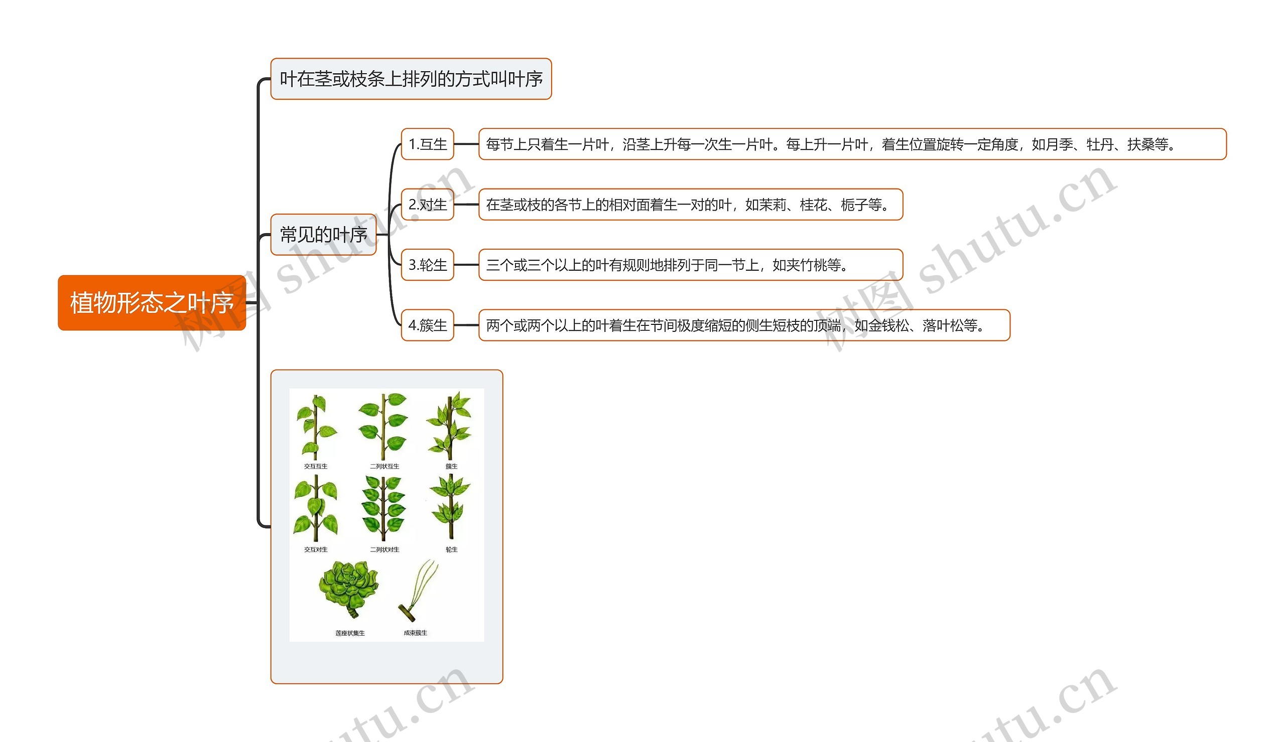 植物形态之叶序