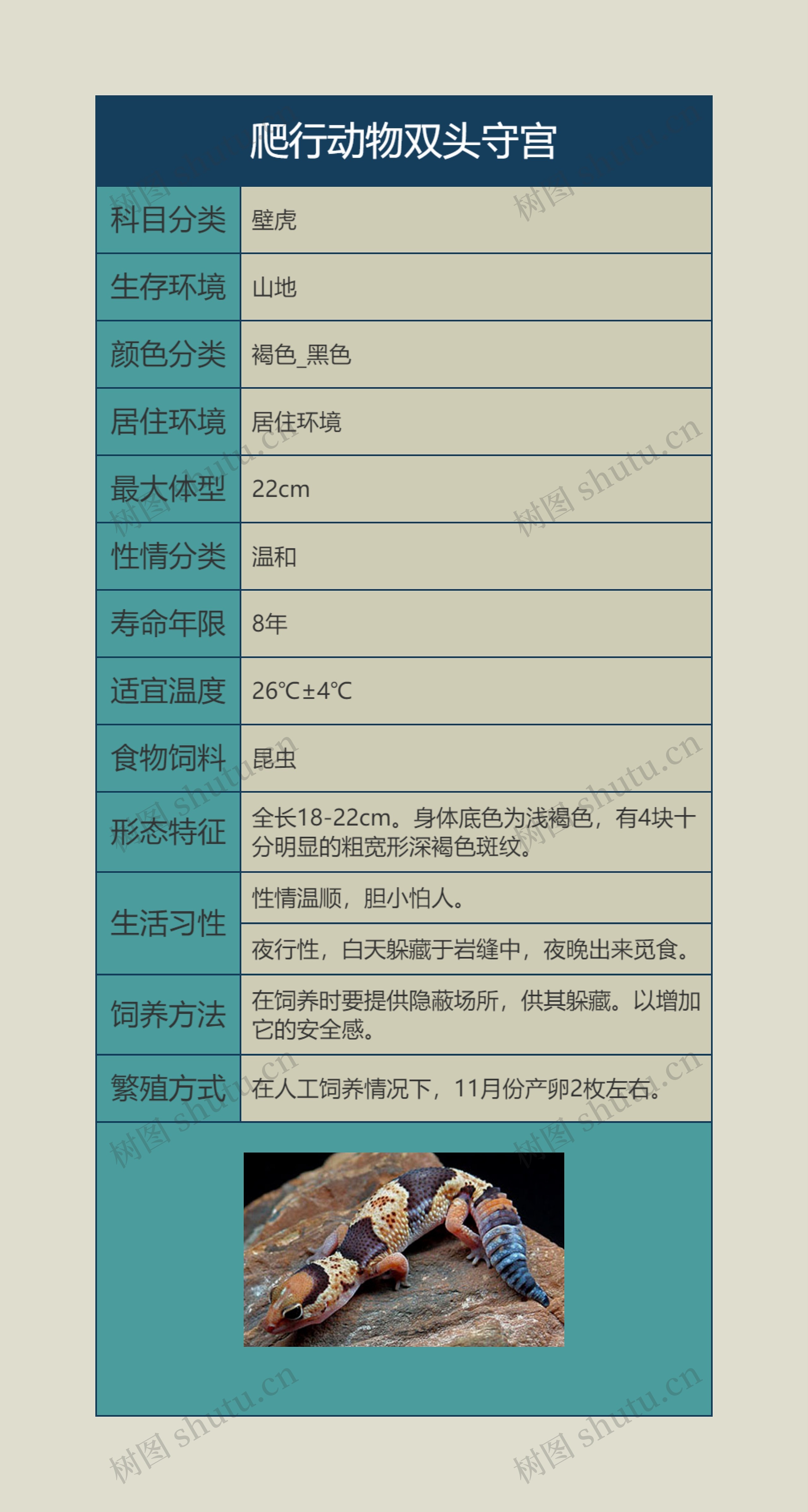 爬行动物双头守宫