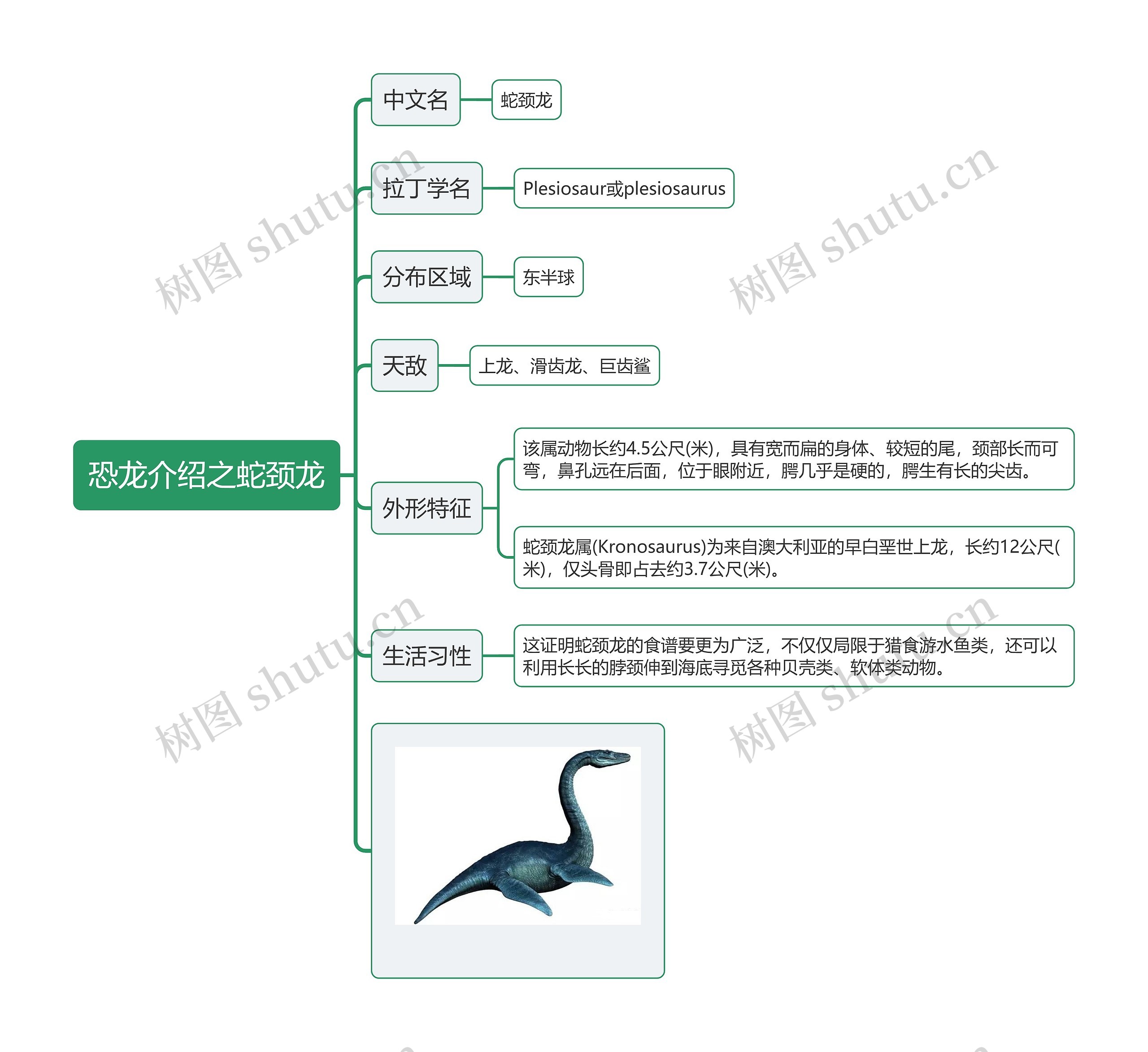 恐龙介绍之蛇颈龙思维导图