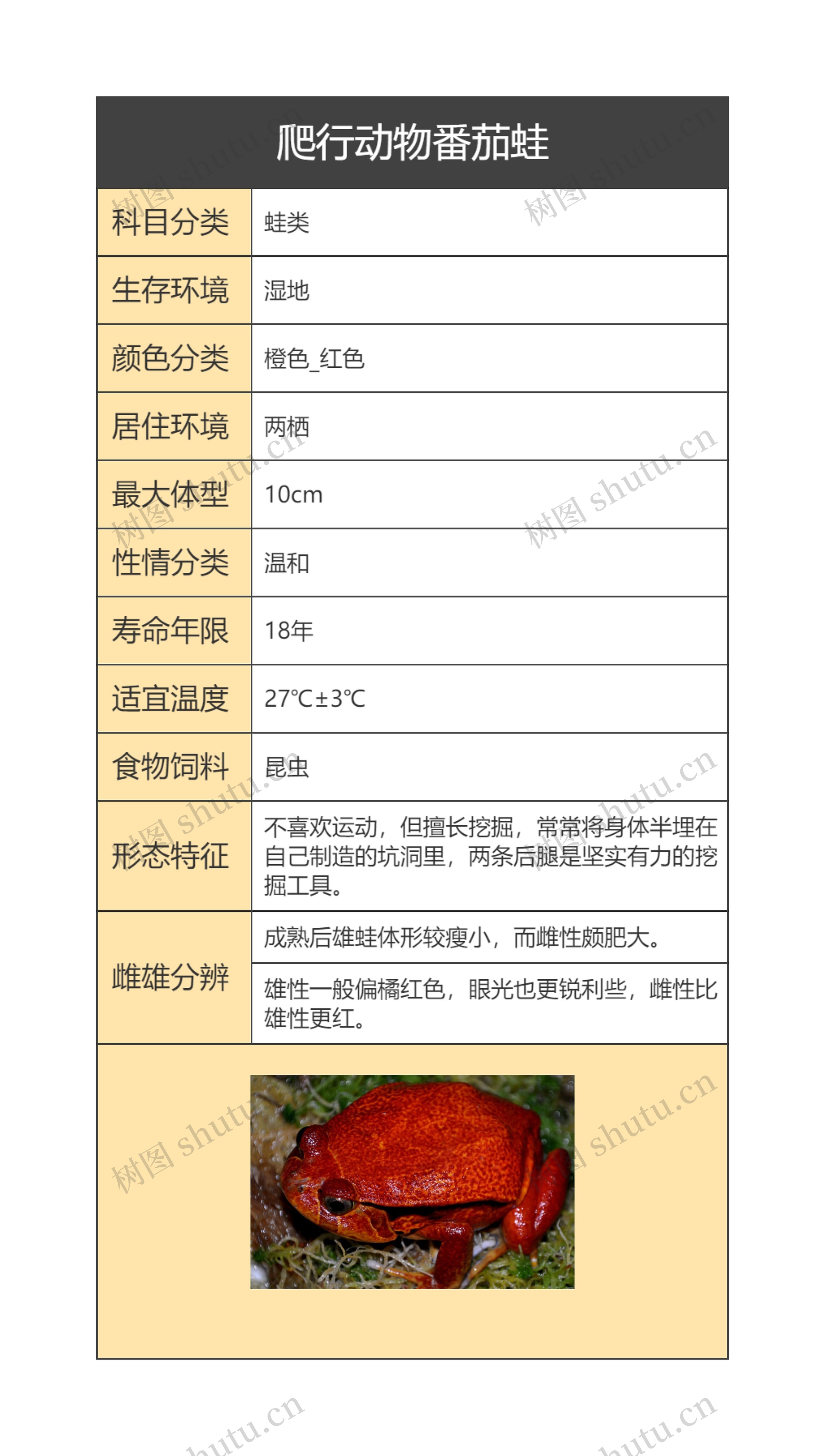 爬行动物番茄蛙思维导图