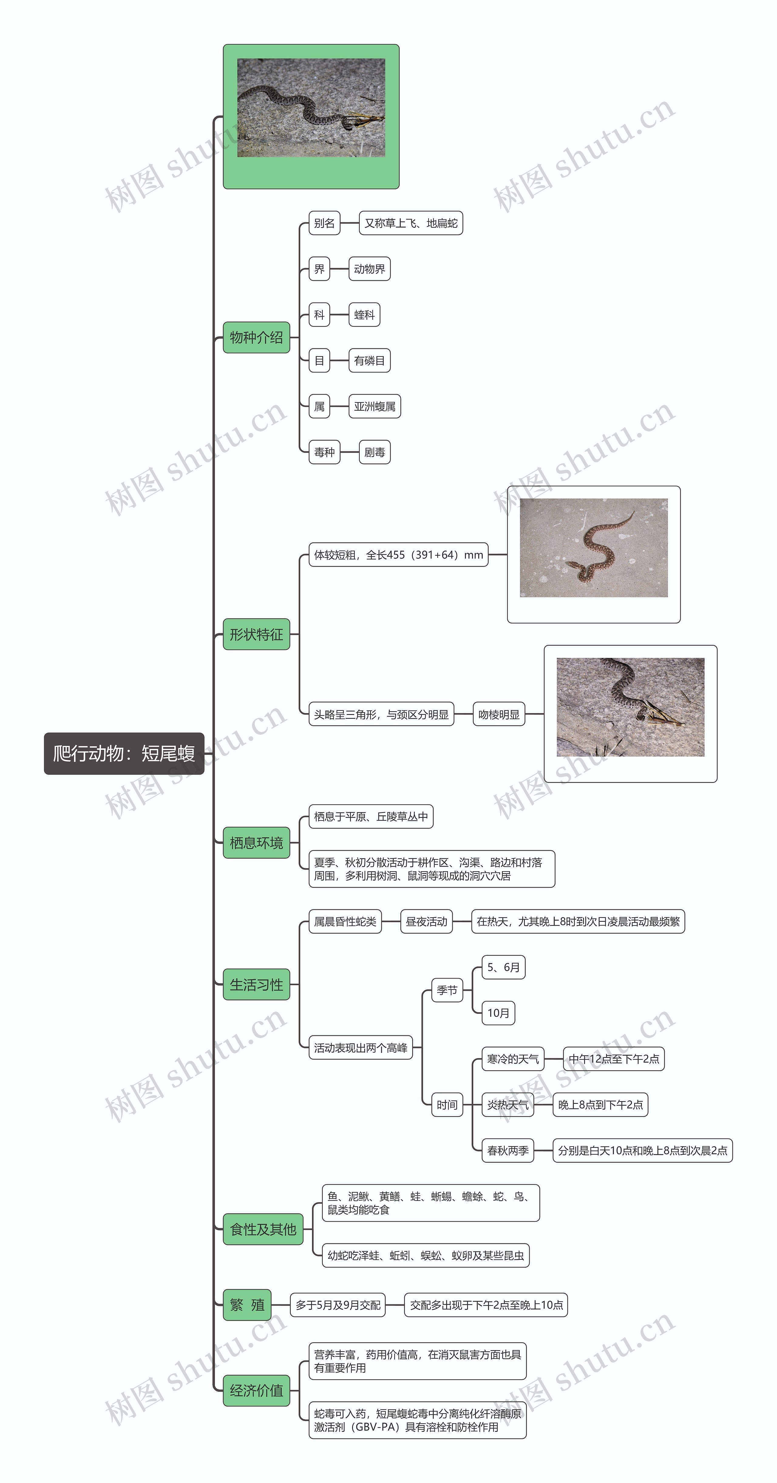 爬行动物：短尾蝮思维导图