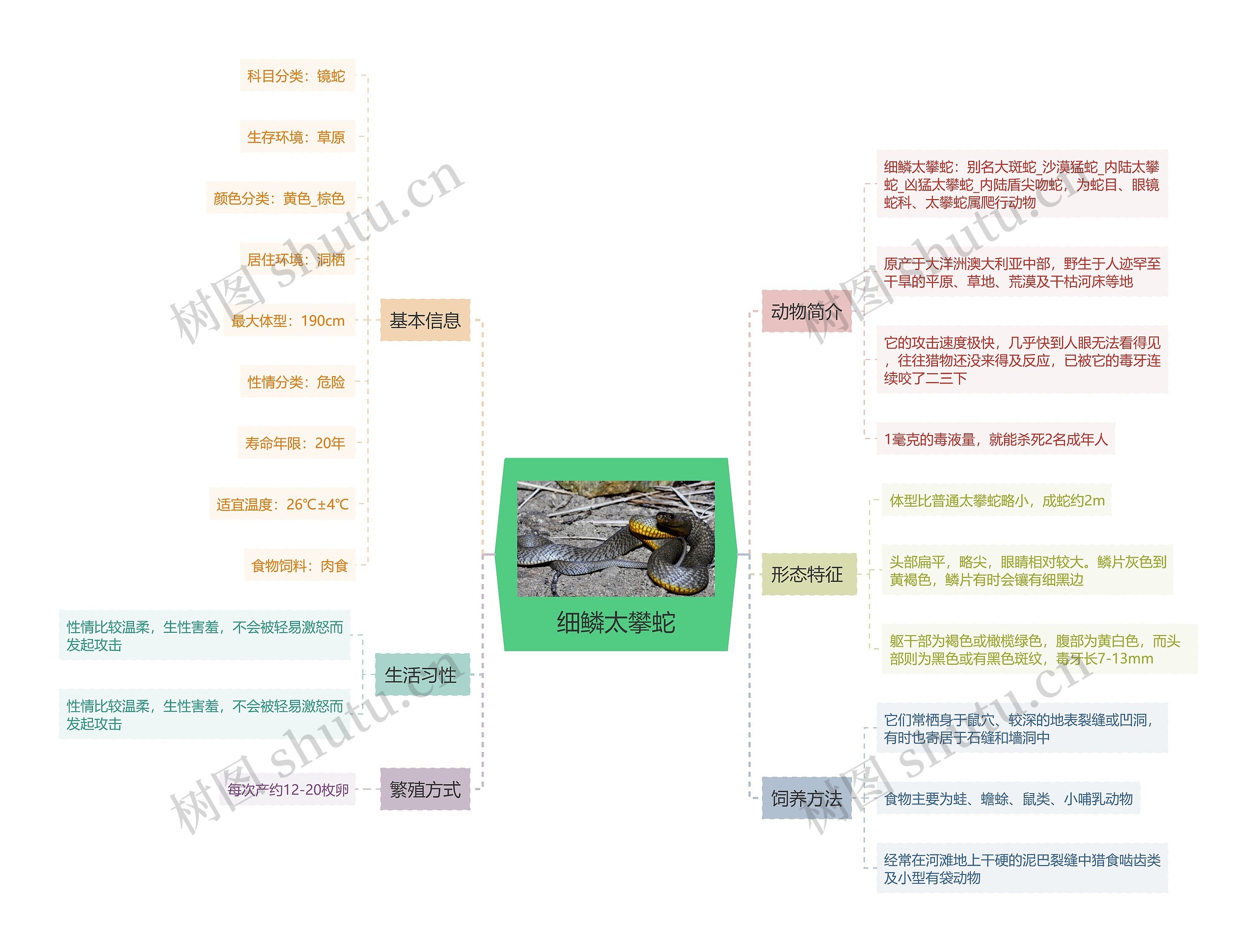 细鳞太攀蛇