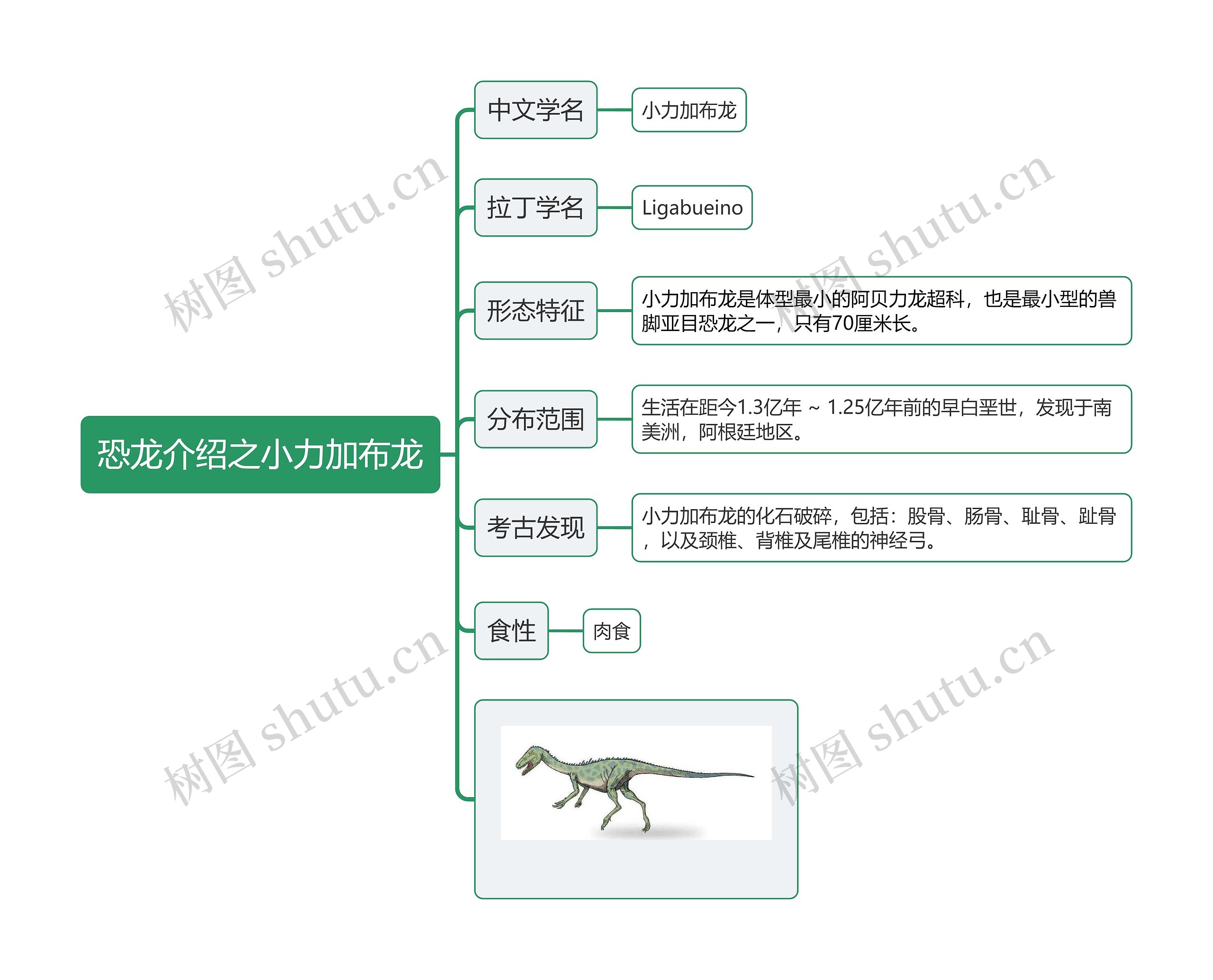 恐龙介绍之小力加布龙思维导图