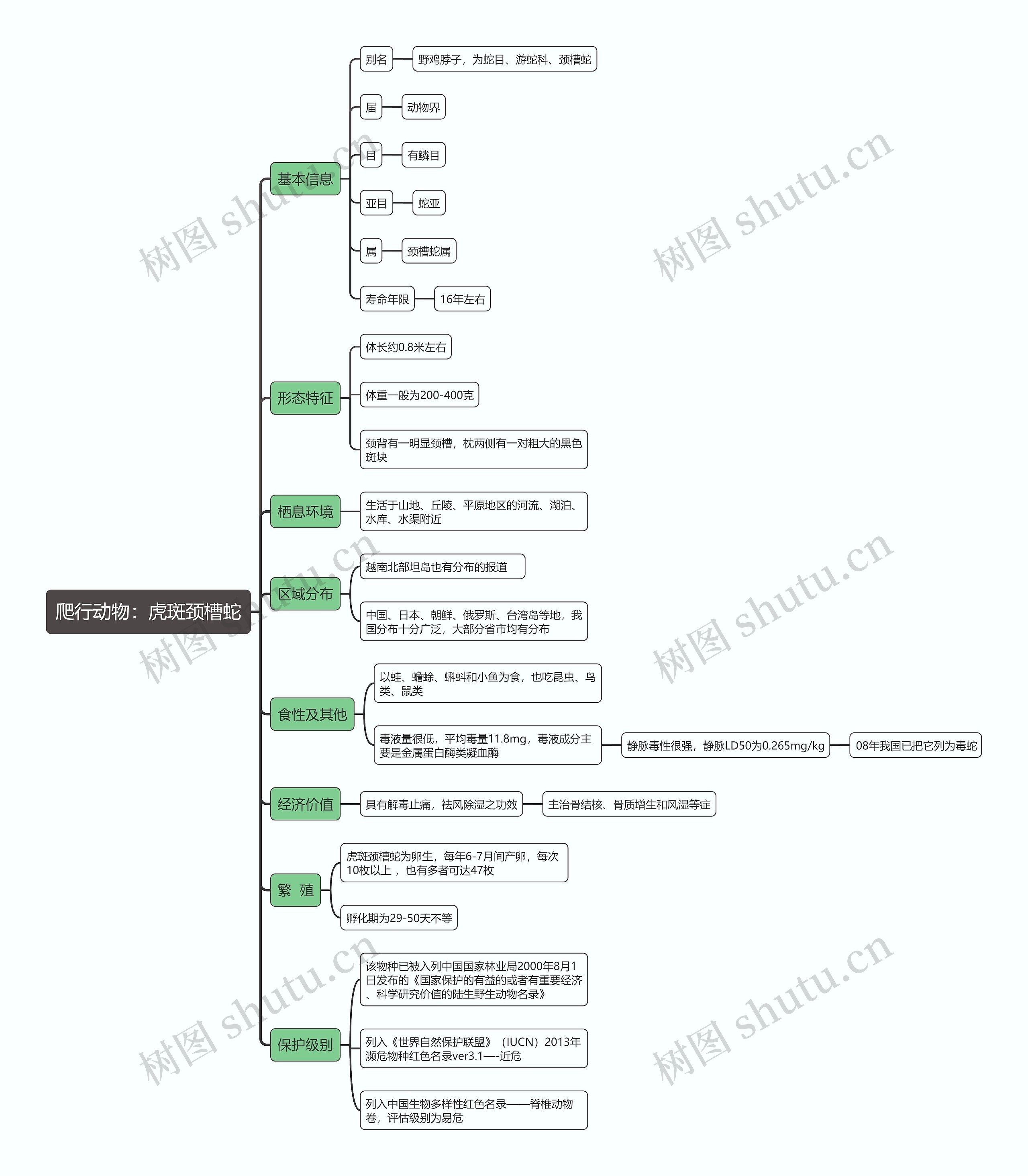 爬行动物:虎斑颈槽蛇思维导图高清图 爬行动物:虎斑颈槽蛇思维导图