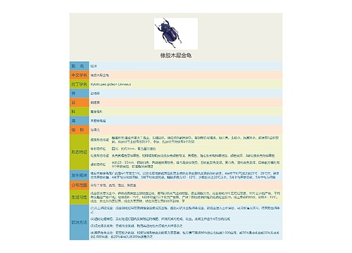 橡胶木犀金龟思维导图