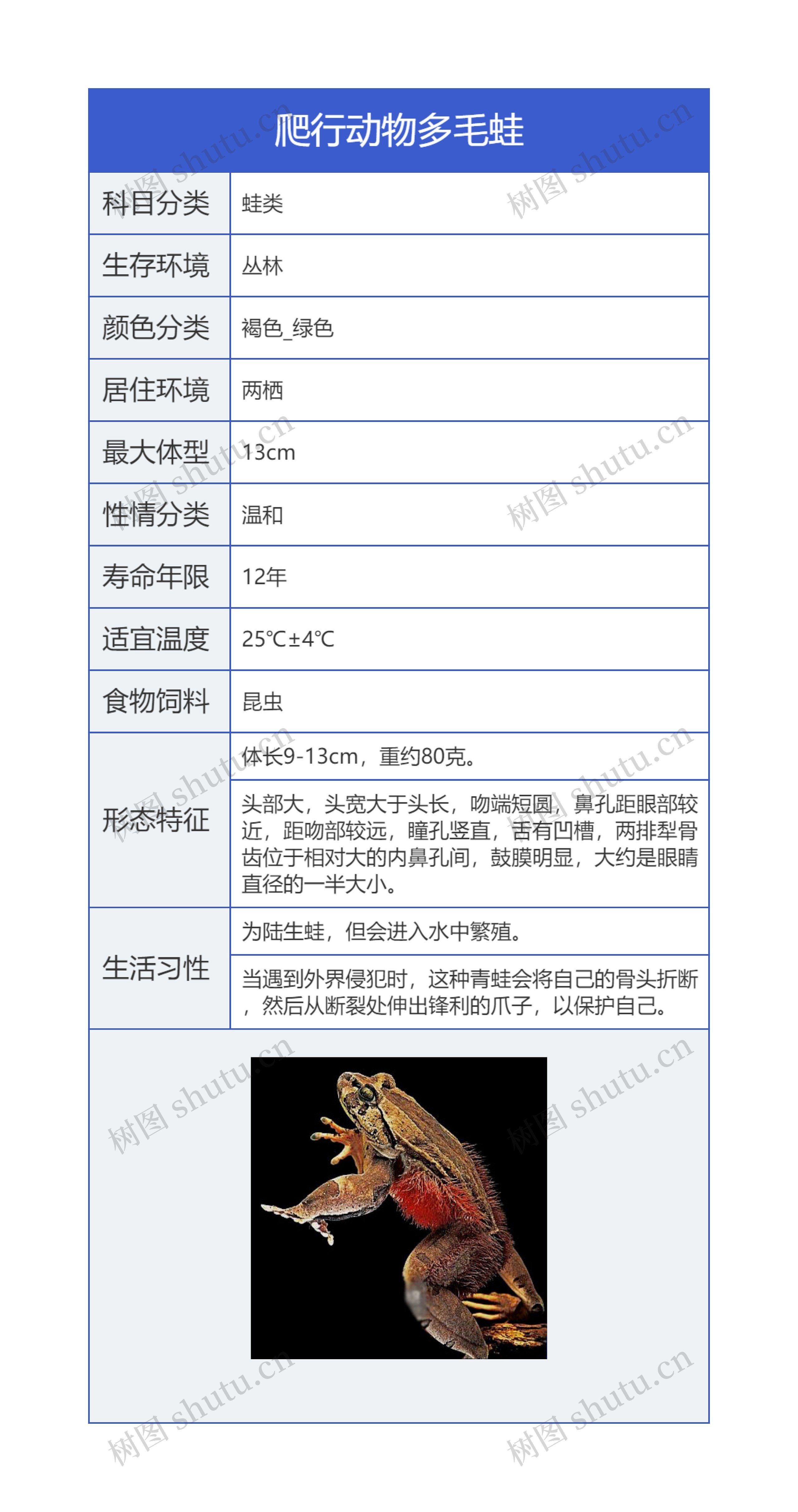 爬行动物多毛蛙思维导图