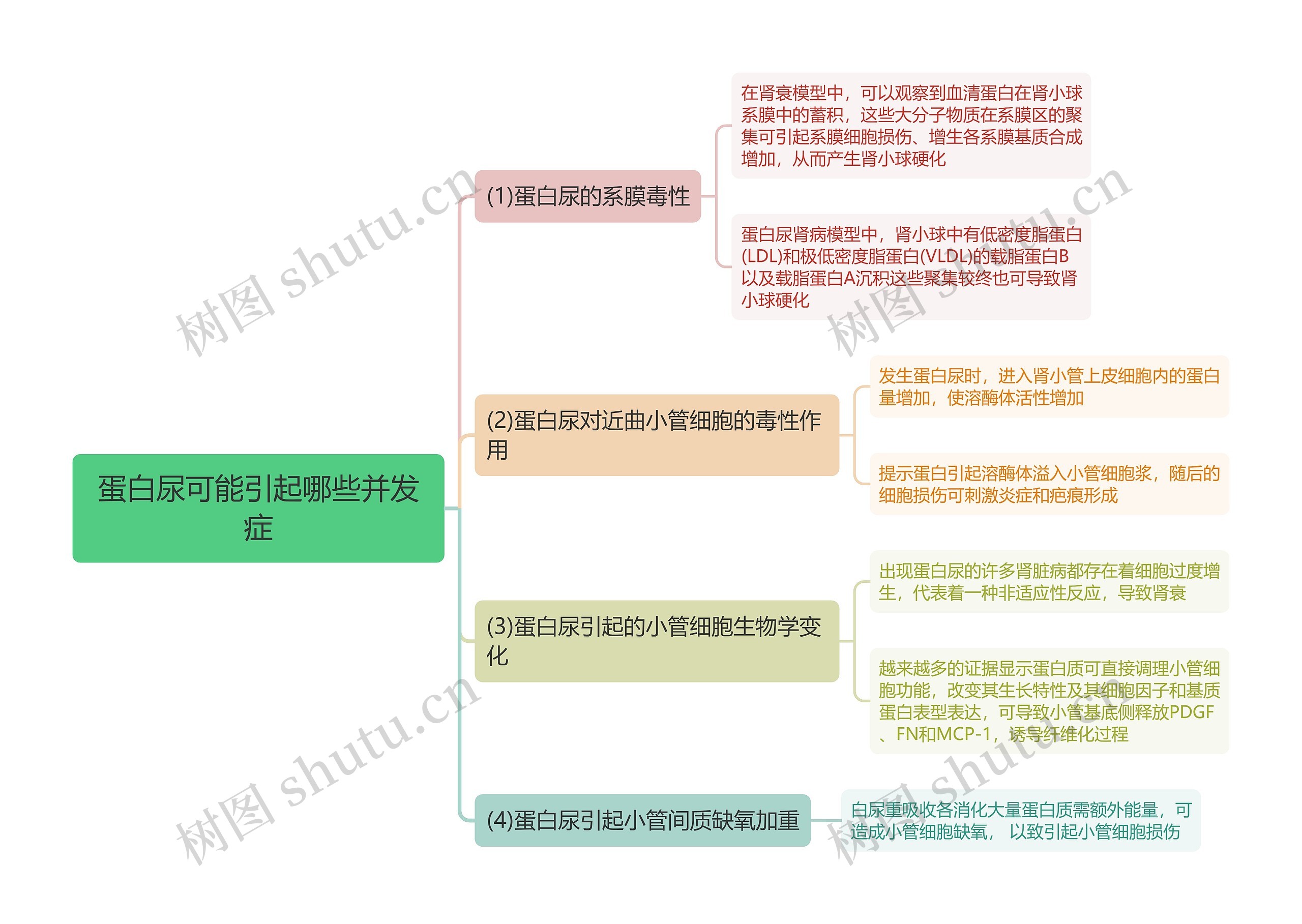 蛋白尿可能引起哪些并发症思维导图