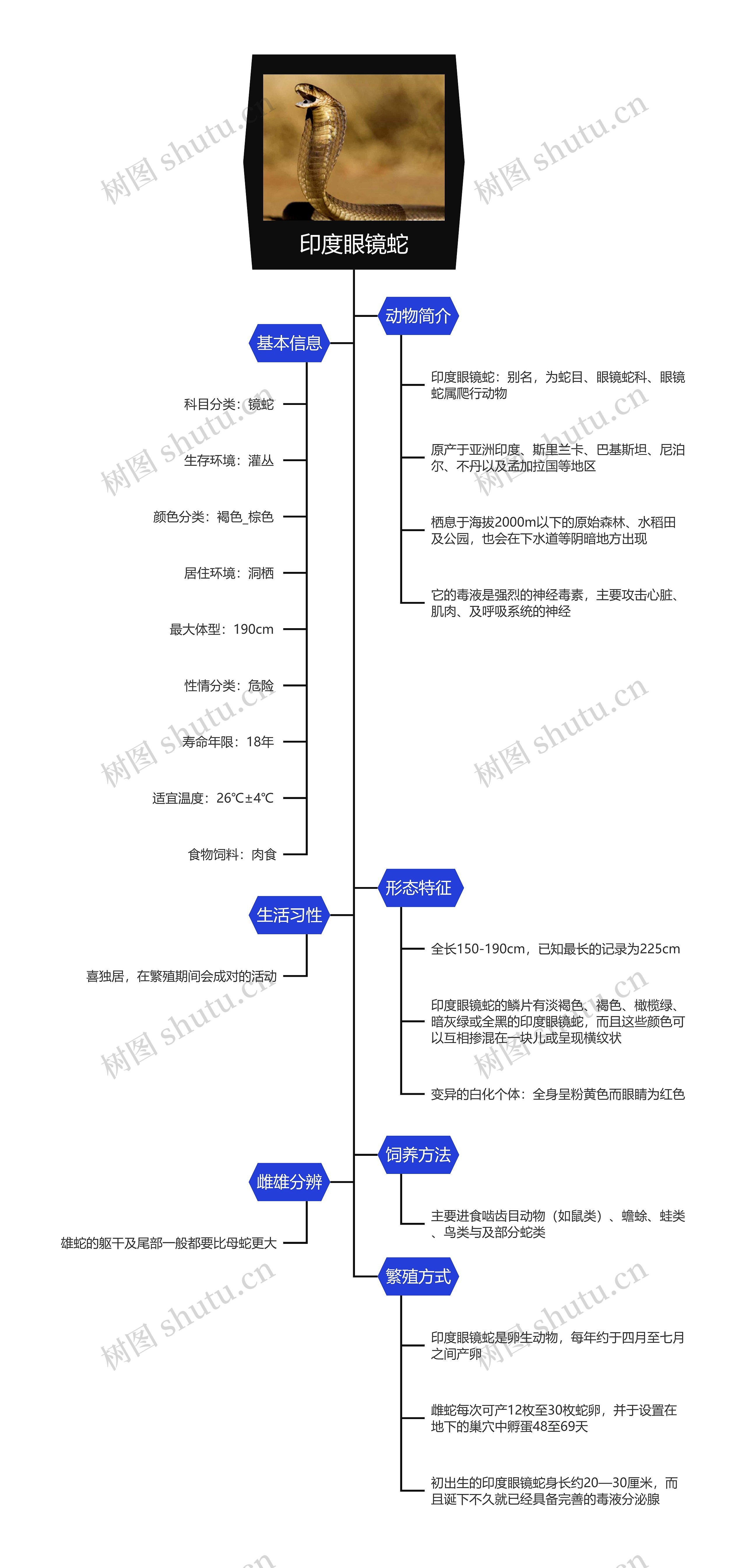 印度眼镜蛇思维导图