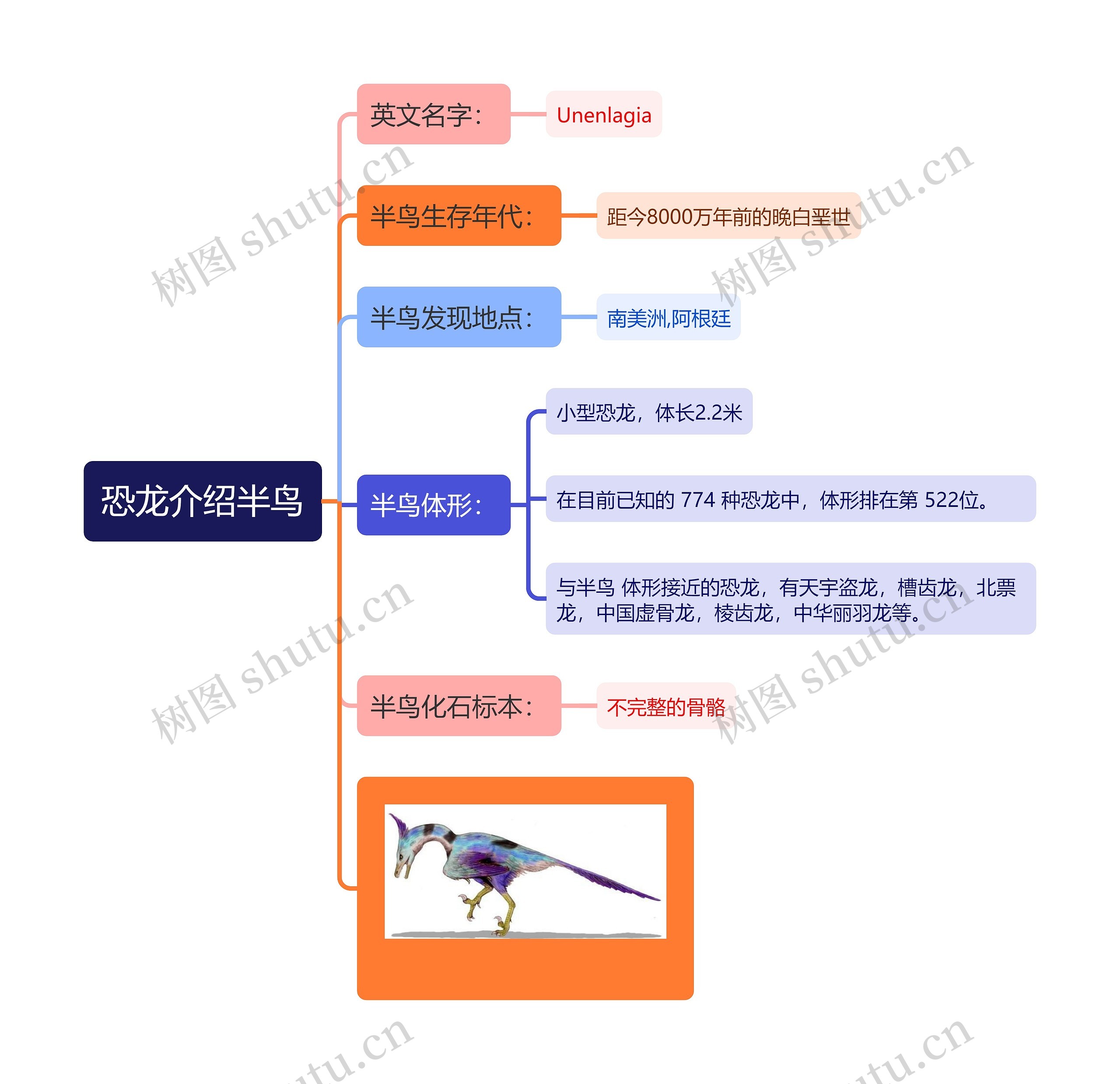 恐龙介绍半鸟