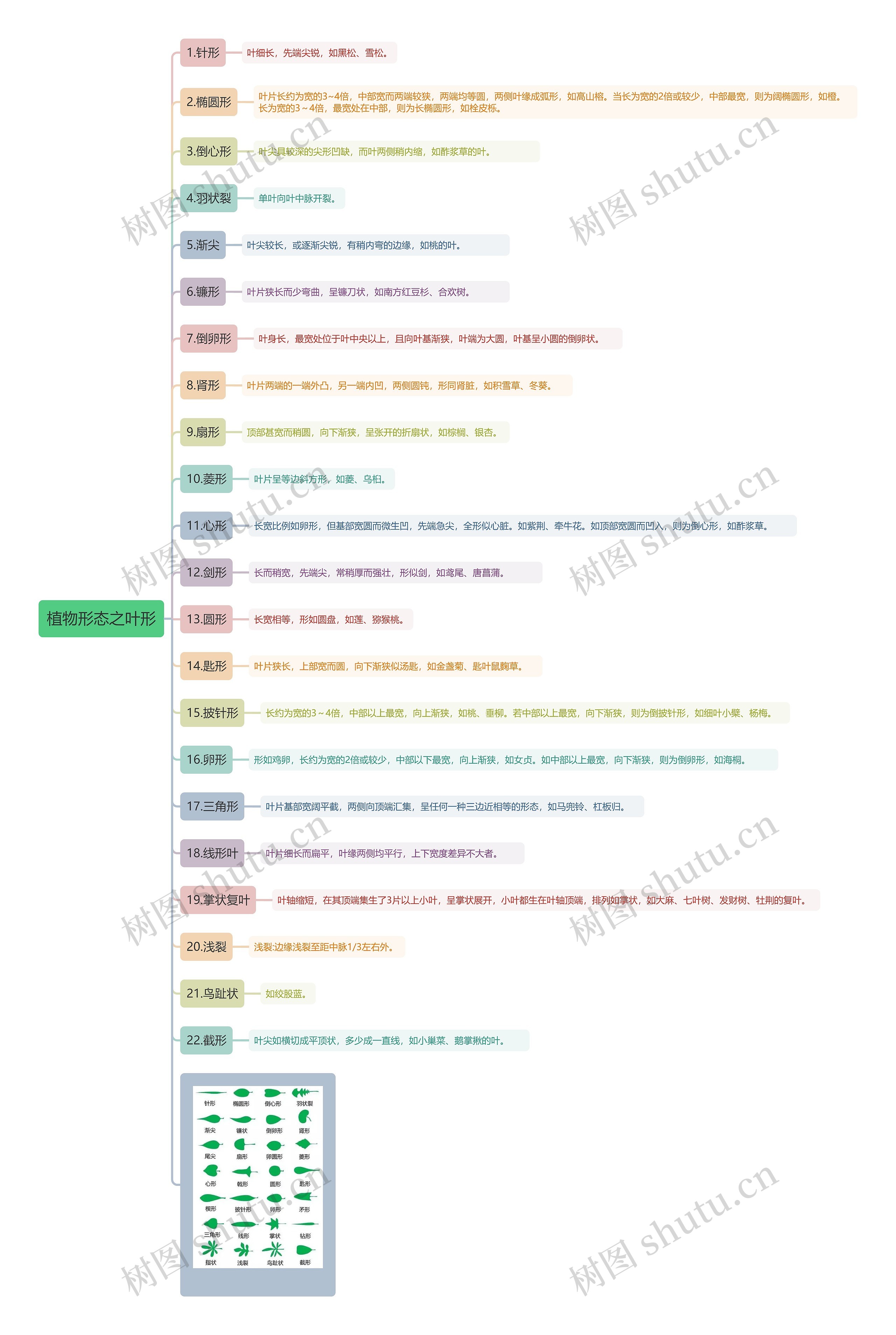 植物形态之叶形思维导图