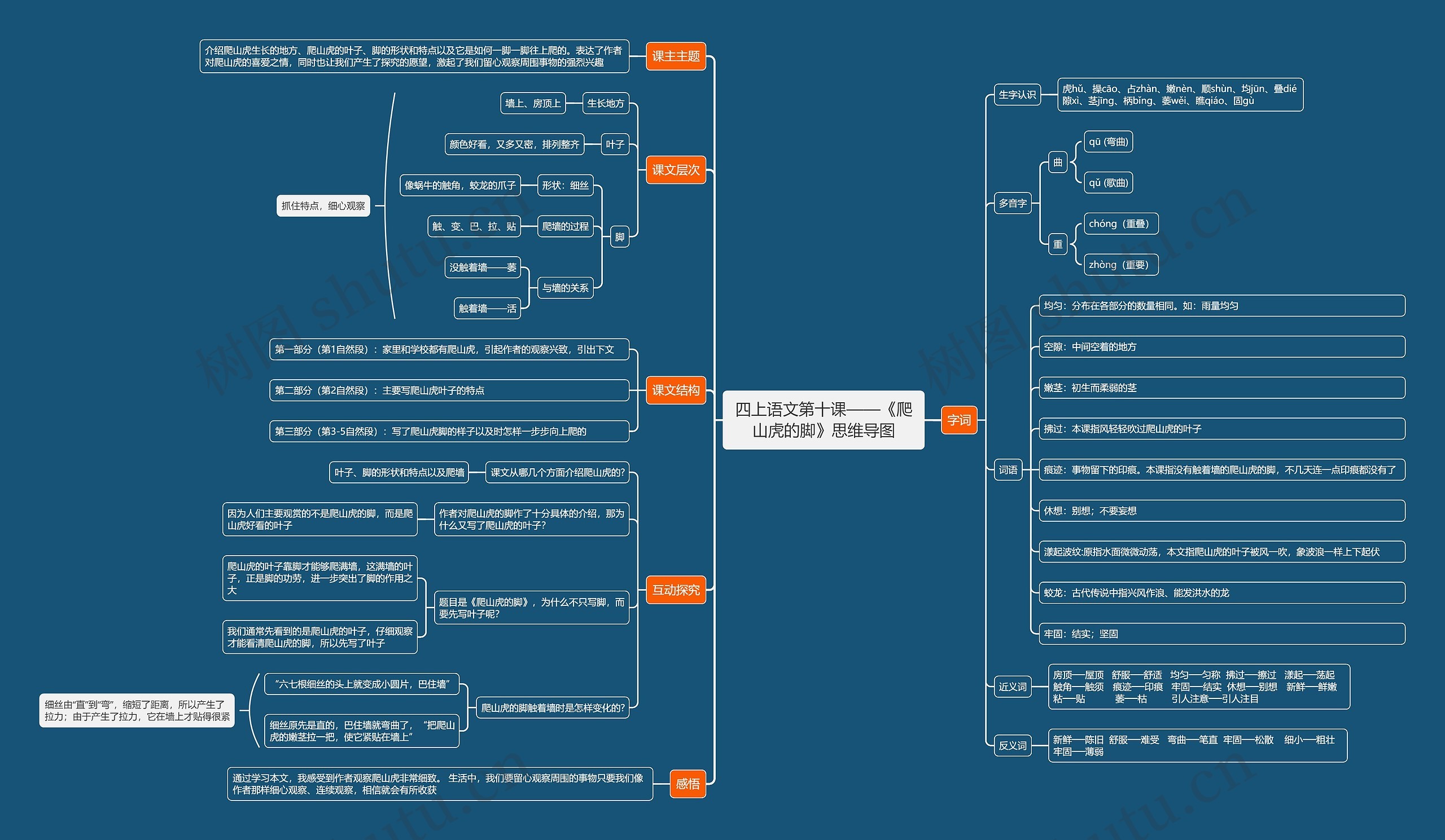 四上语文第十课——《爬山虎的脚》思维导图