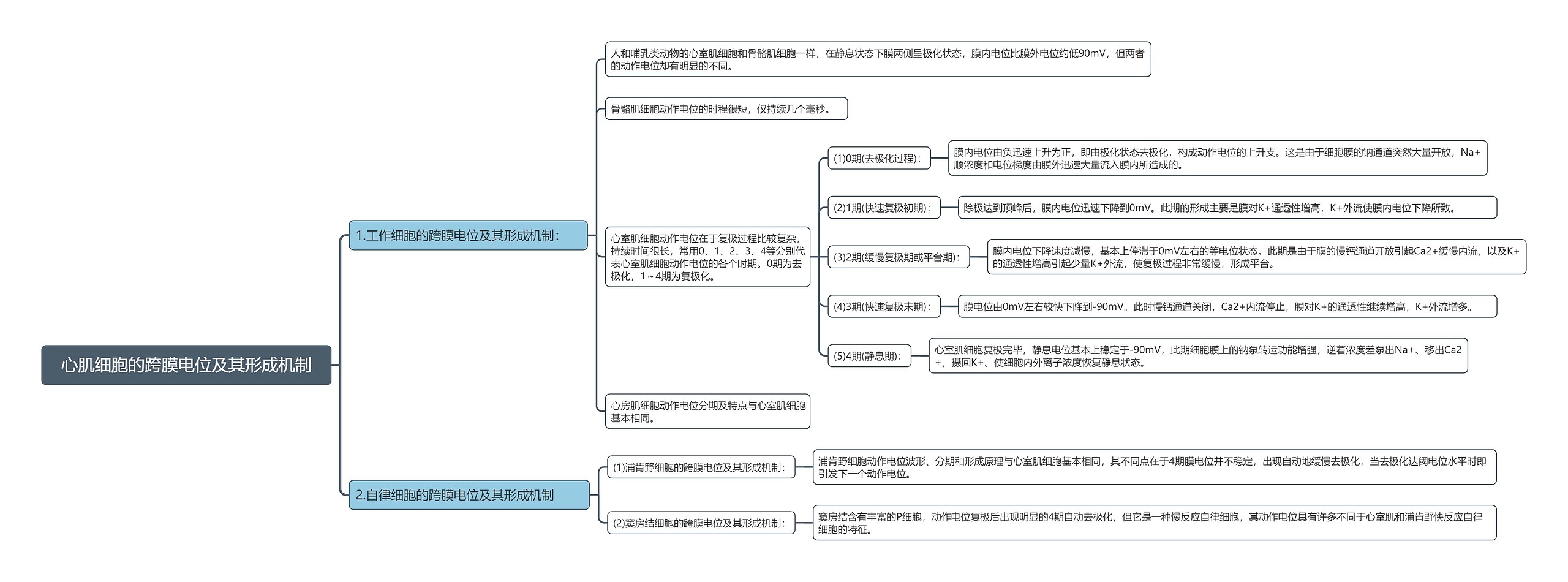 心肌细胞的跨膜电位及其形成机制