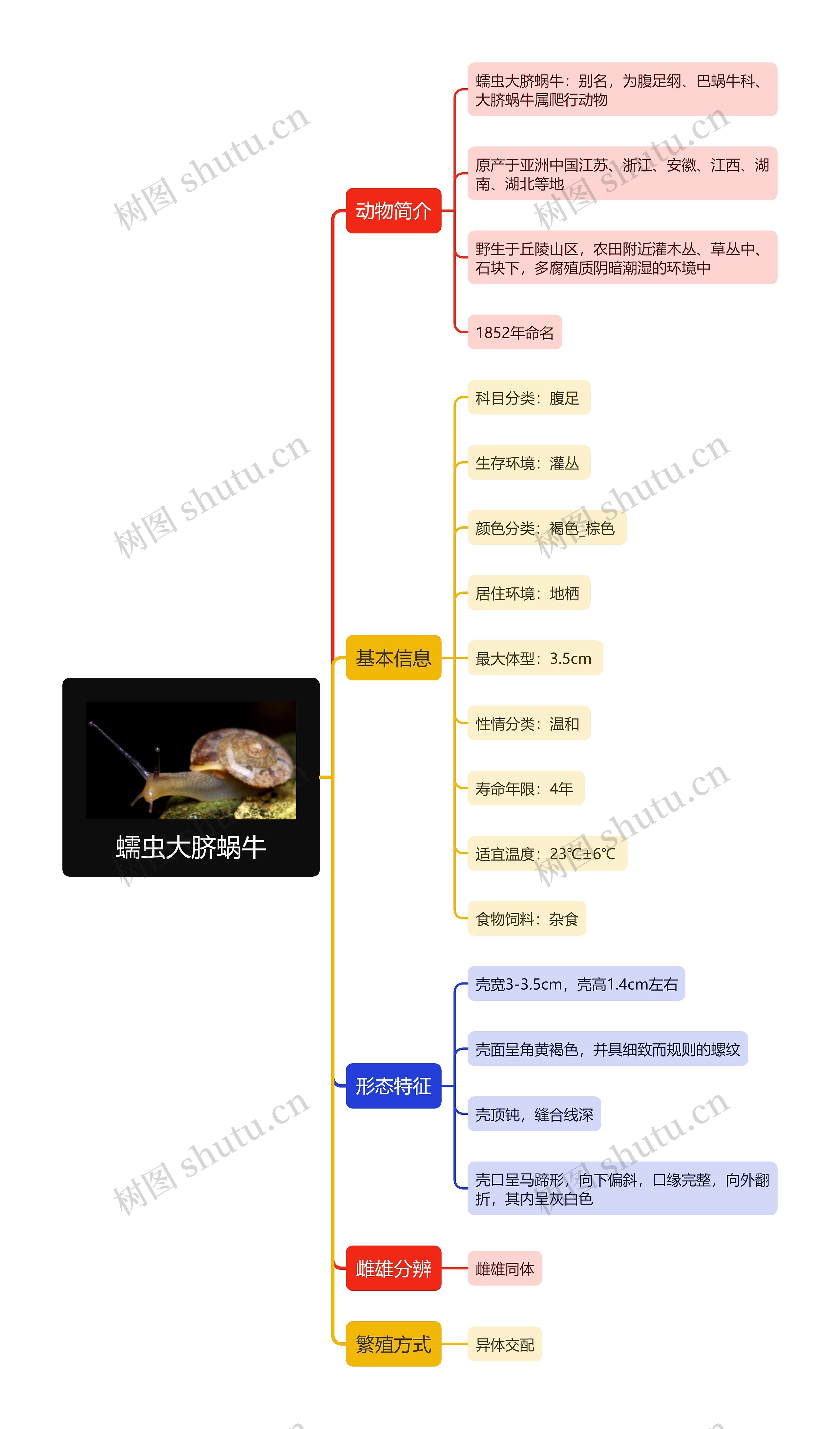 蠕虫大脐蜗牛思维导图