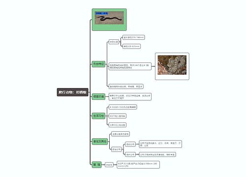 爬行动物：岩栖蝮