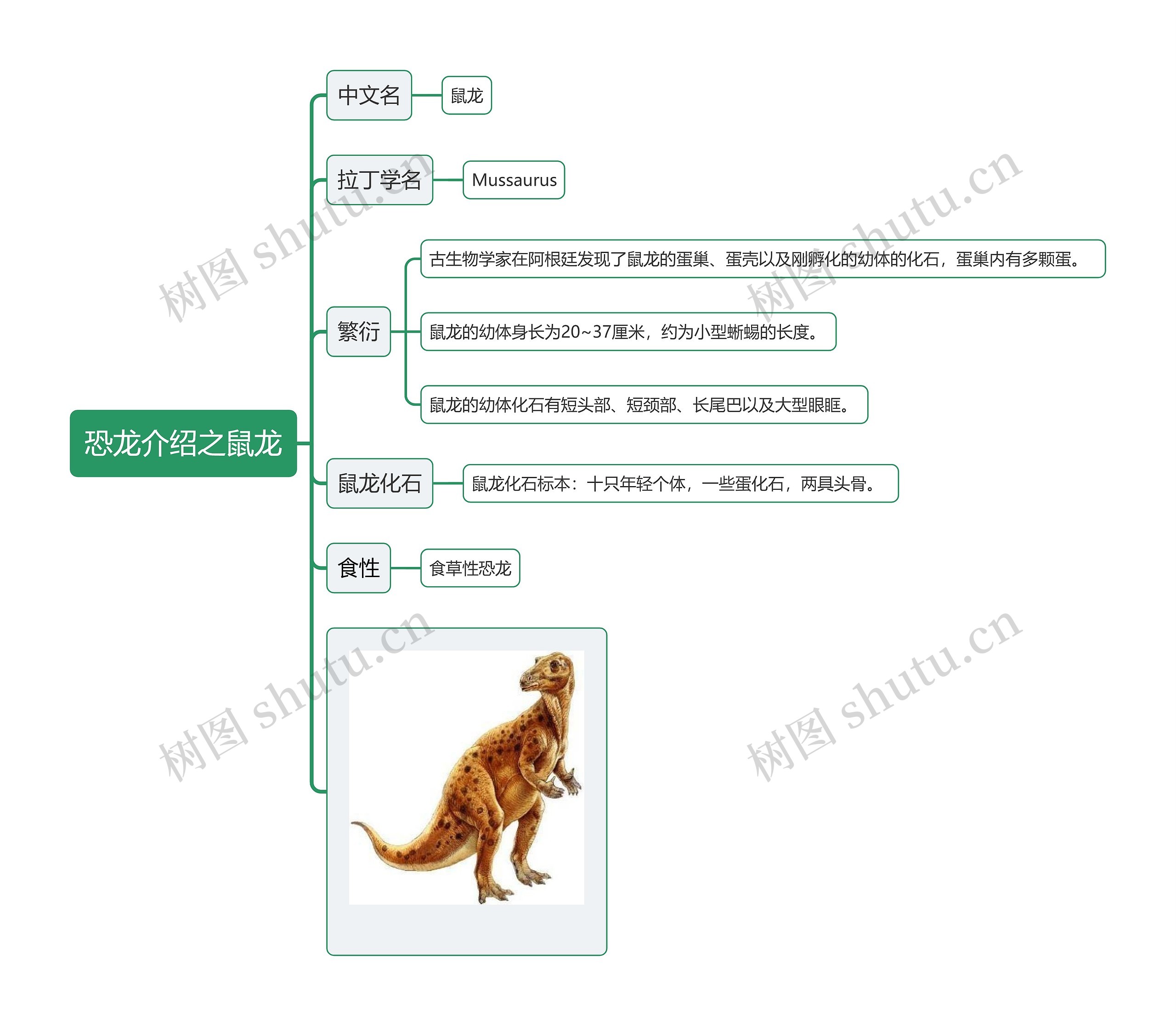 恐龙介绍之鼠龙思维导图