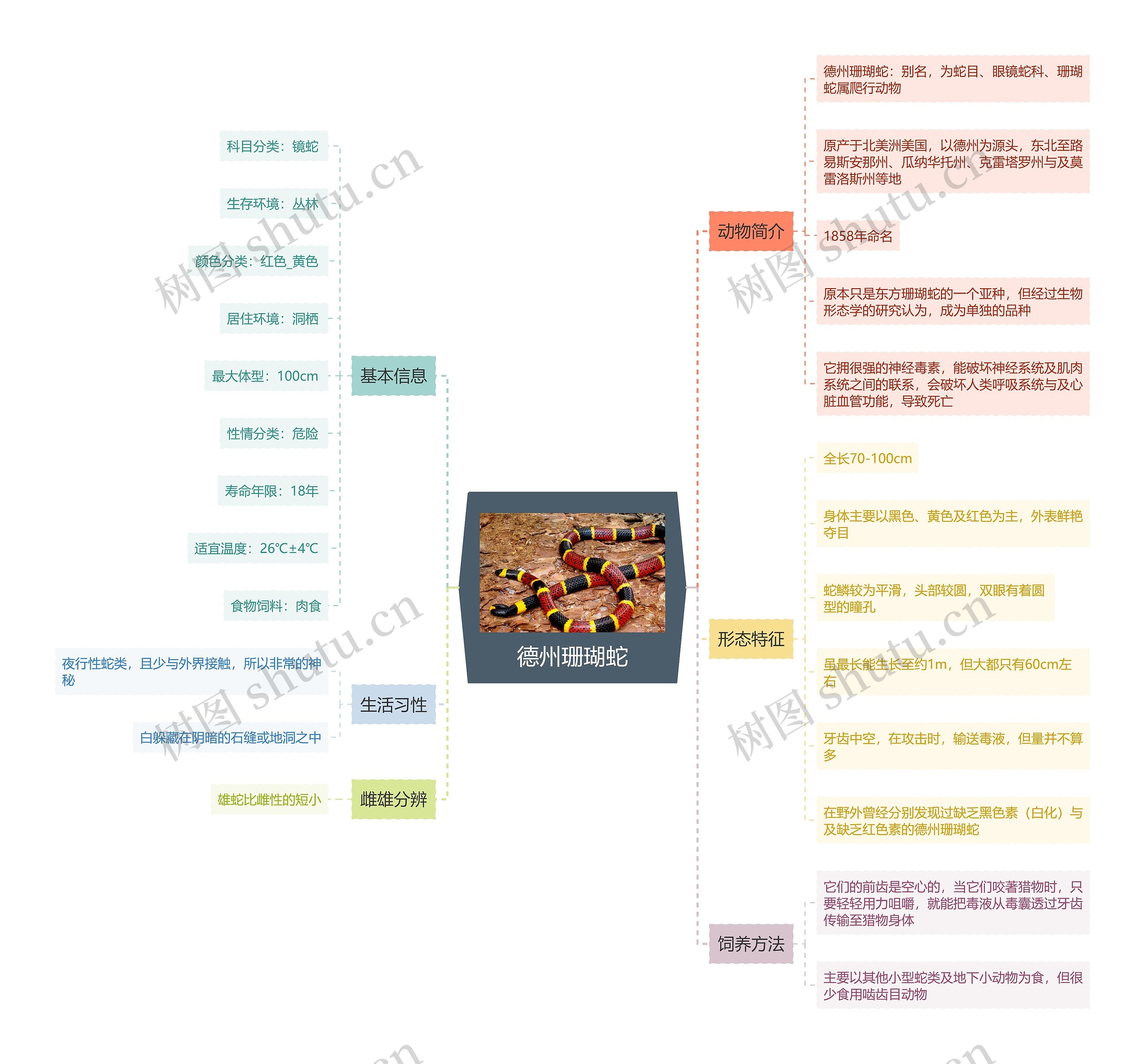 德州珊瑚蛇思维导图