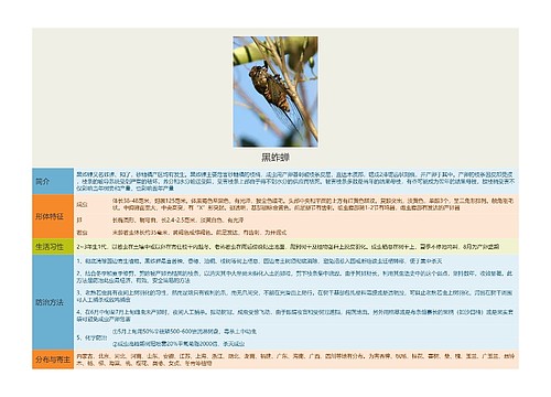 黑蚱蝉思维导图