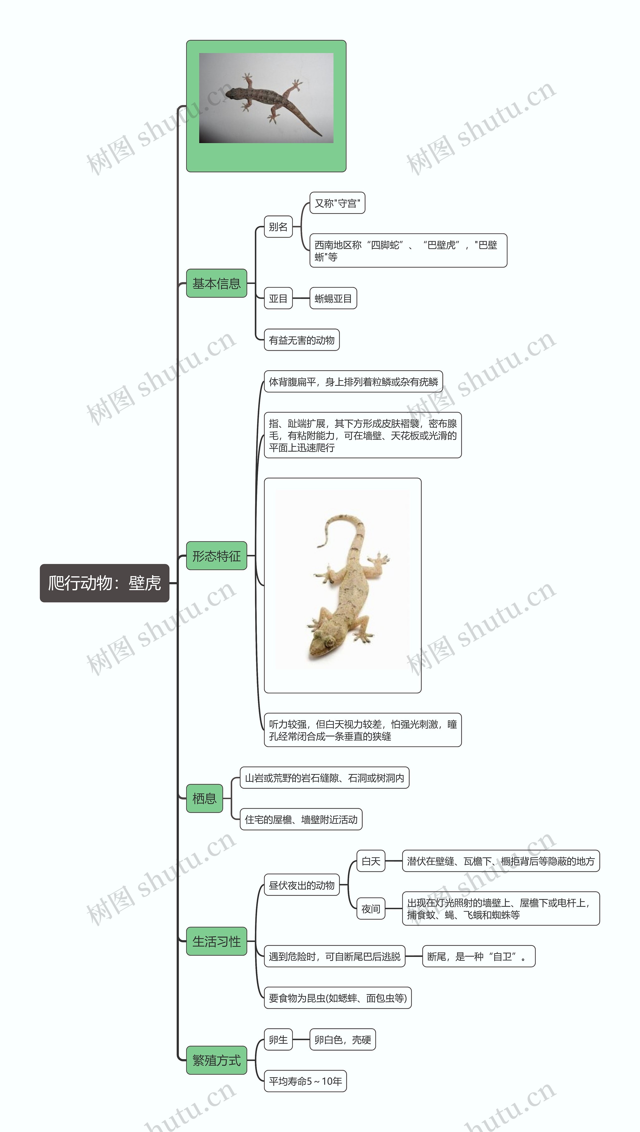 爬行动物：壁虎思维导图