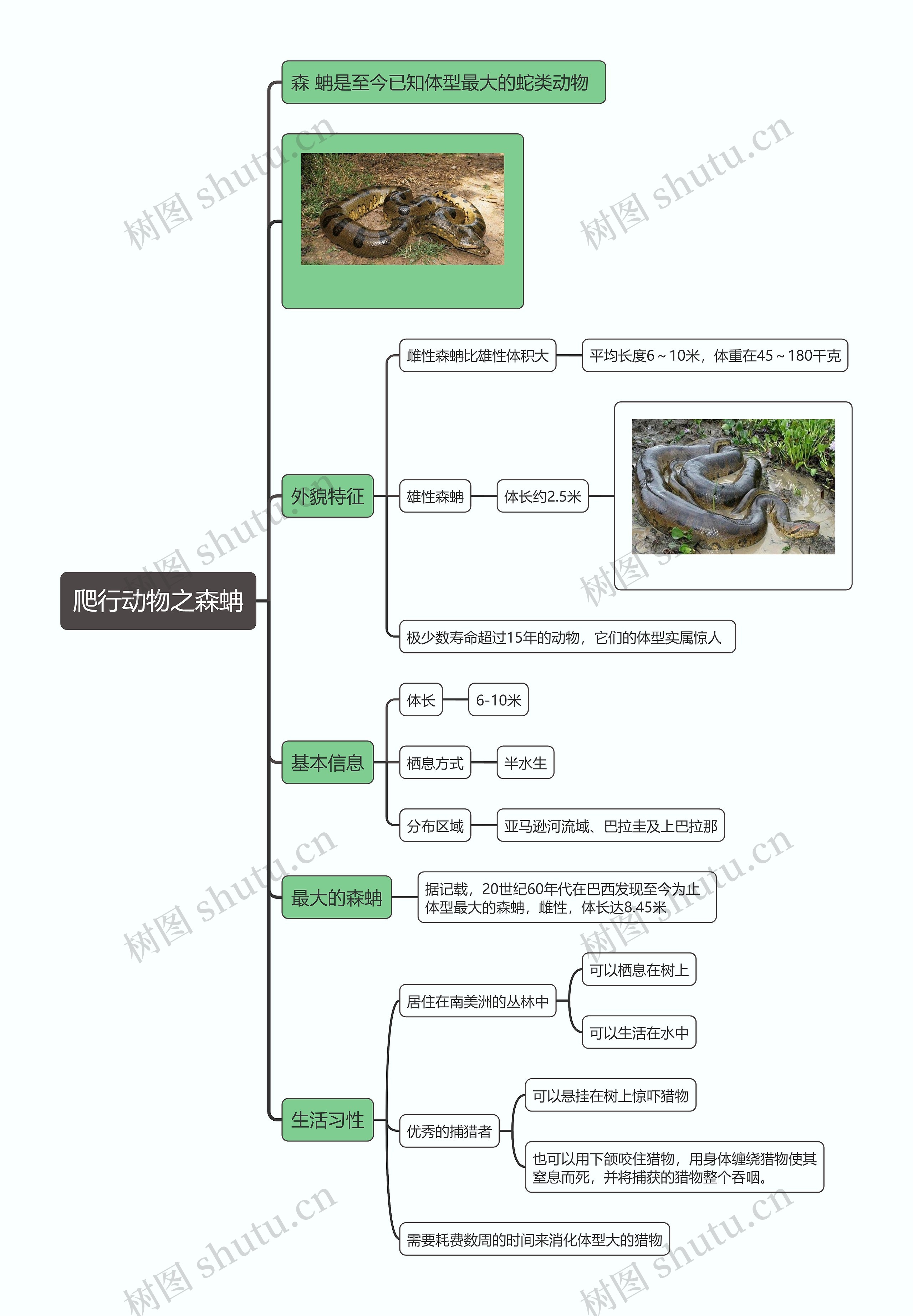 爬行动物之森蚺思维导图