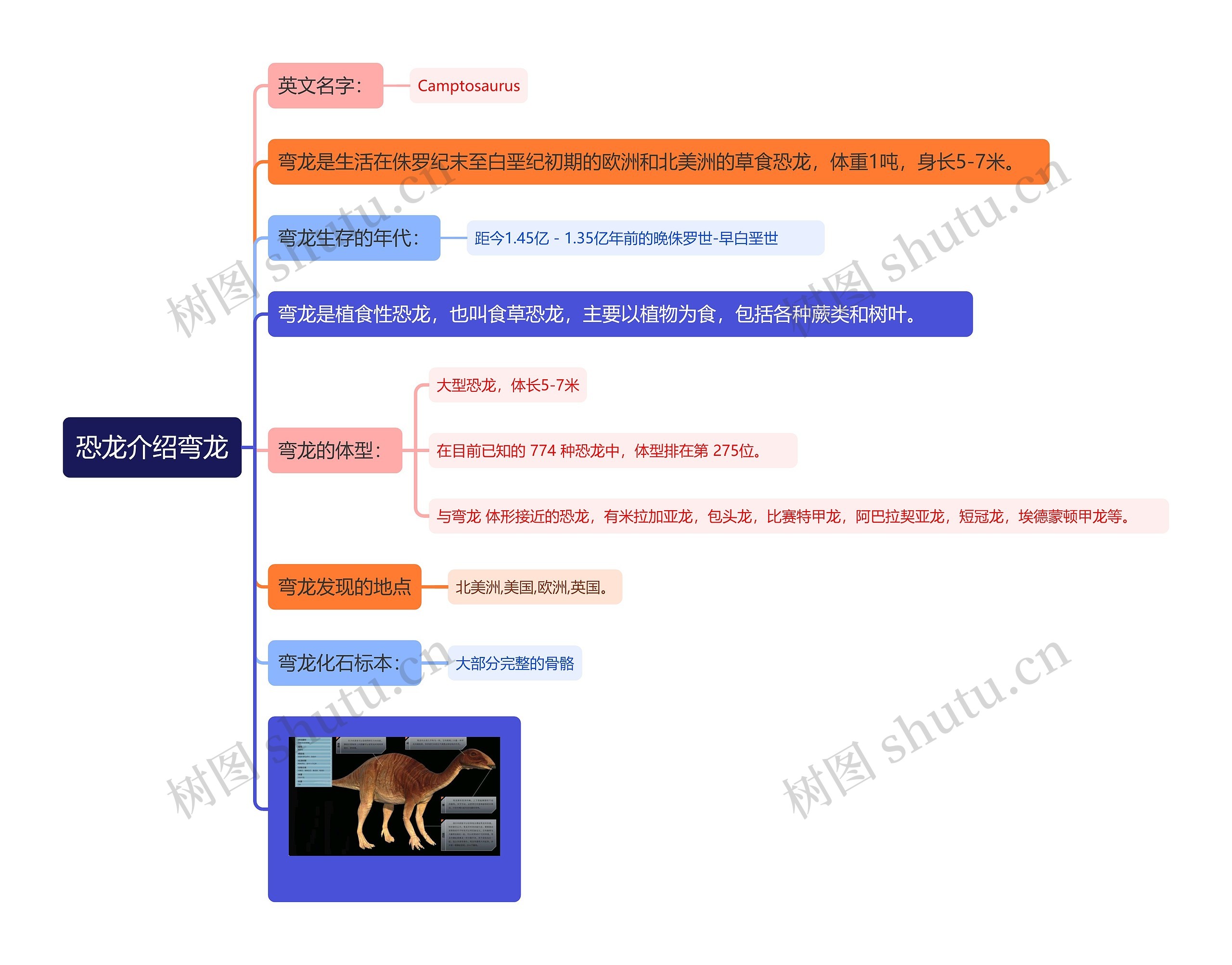 恐龙介绍弯龙思维导图