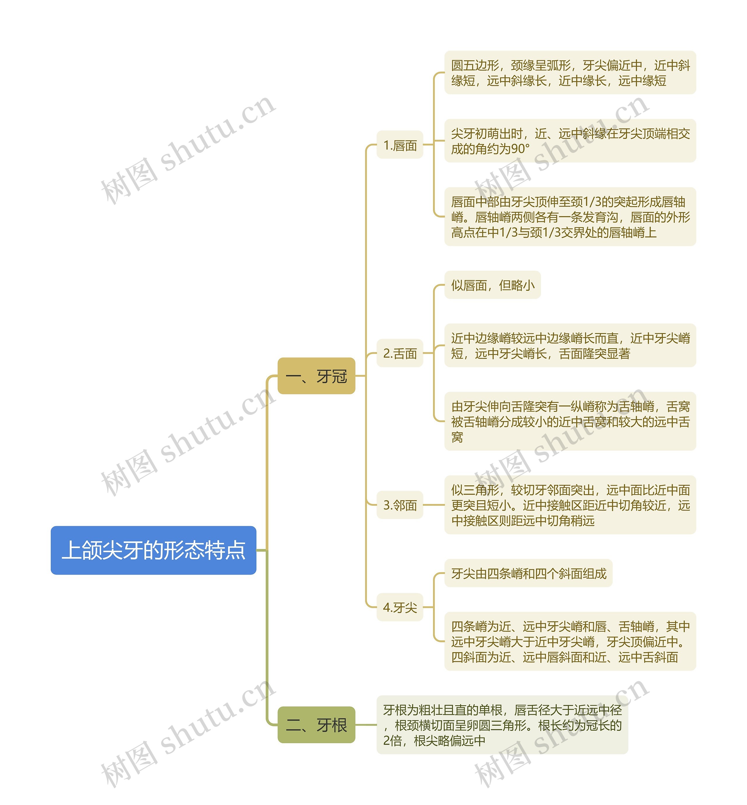 上颌尖牙的形态特点思维导图