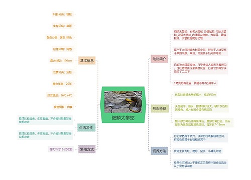 细鳞太攀蛇