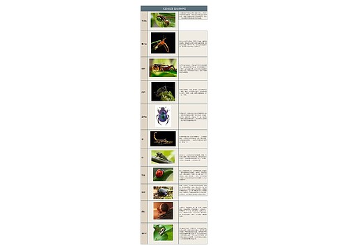 《昆虫记》中昆虫的介绍树形表格预览图