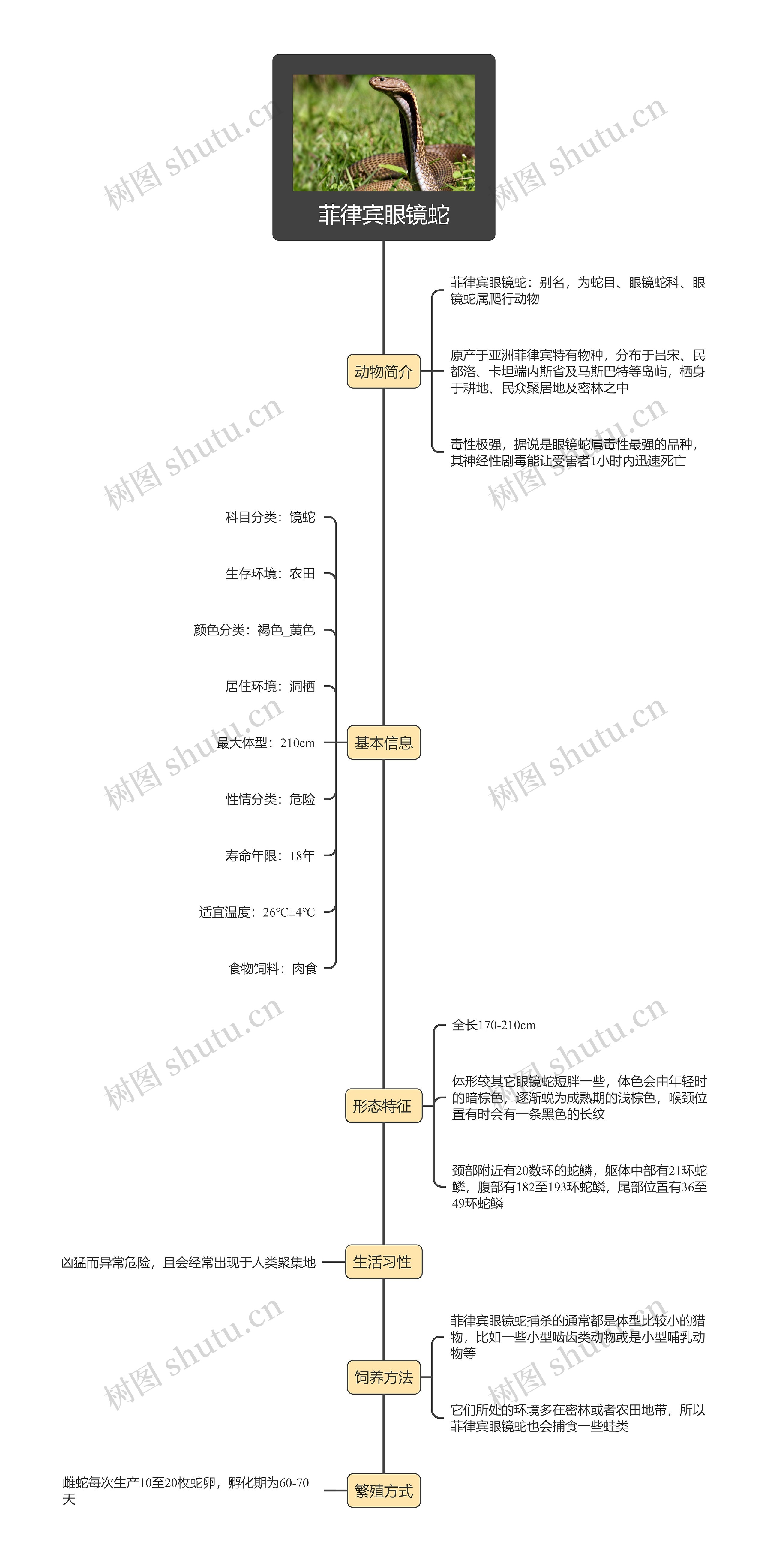 菲律宾眼镜蛇思维导图