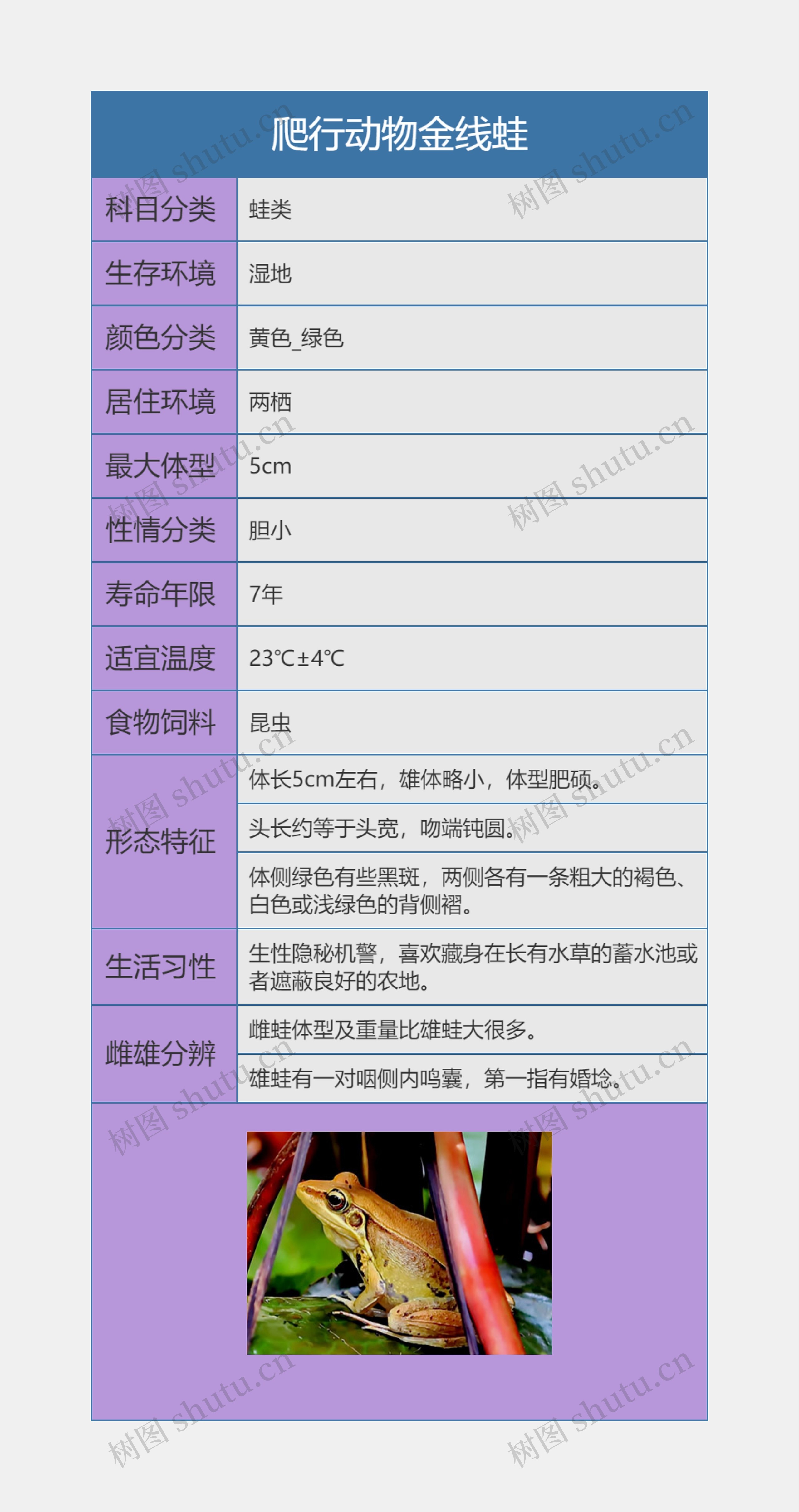 爬行动物金线蛙思维导图