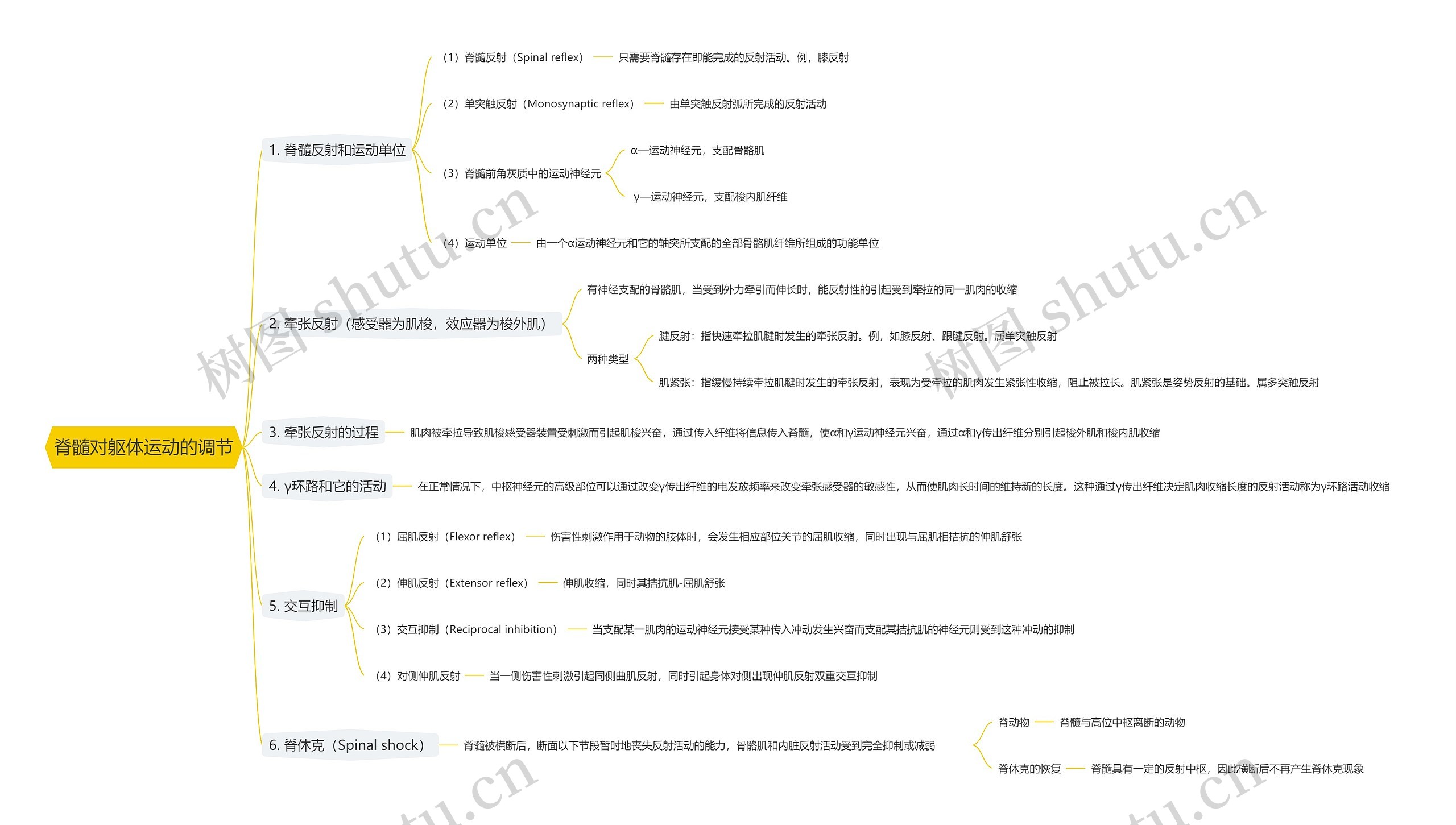 脊髓对躯体运动的调节思维导图