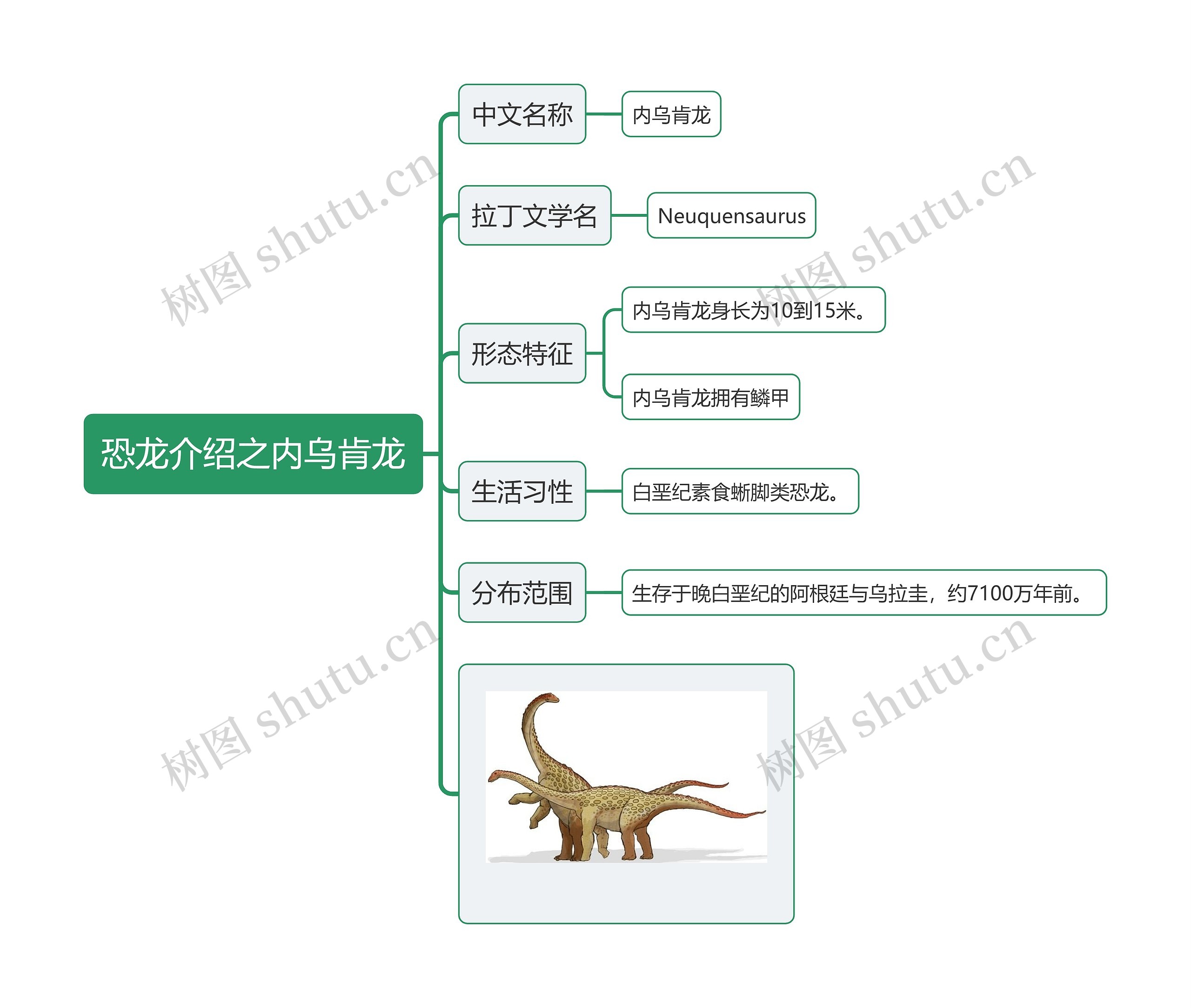 恐龙介绍之内乌肯龙思维导图