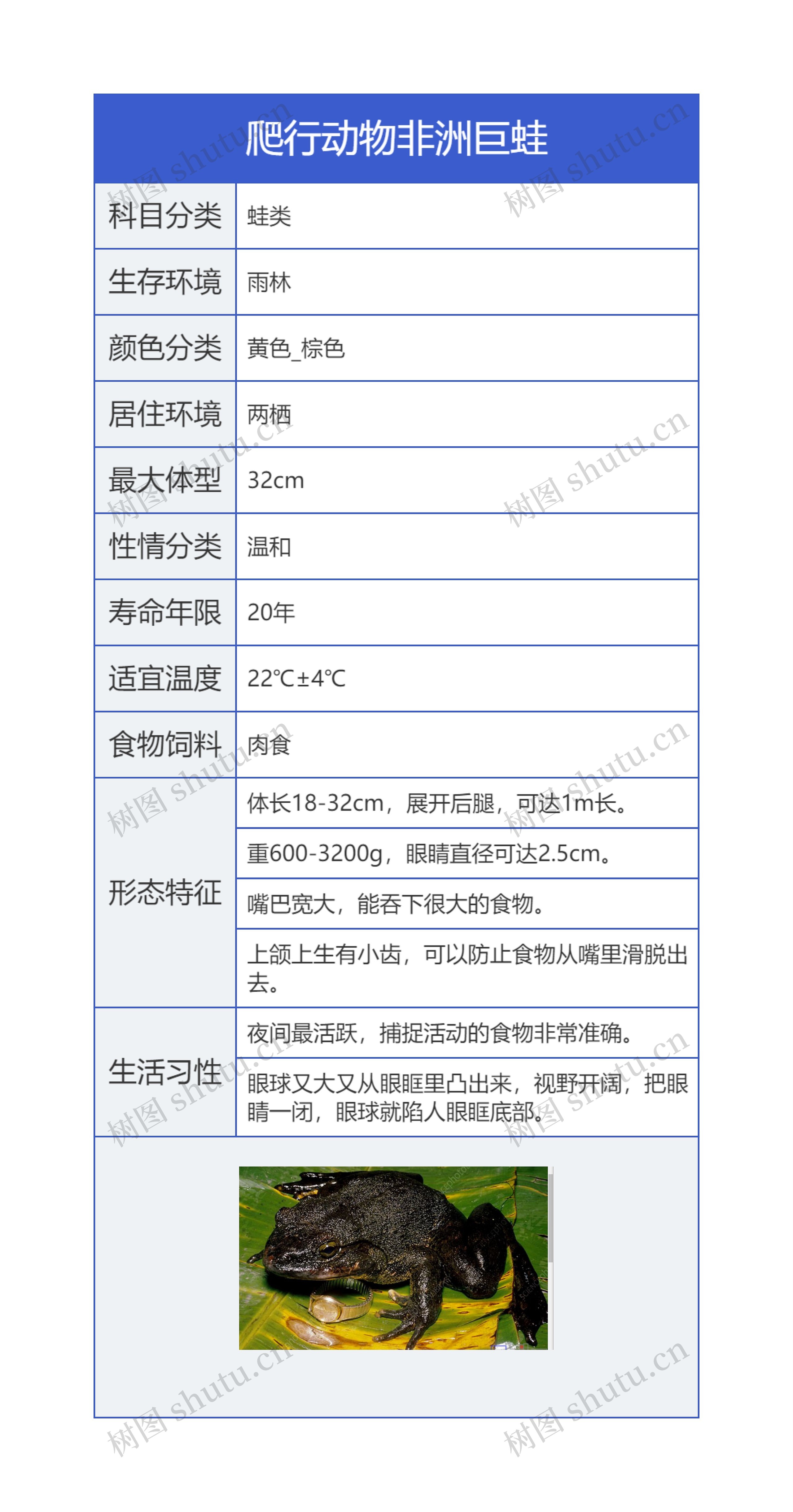 爬行动物非洲巨蛙