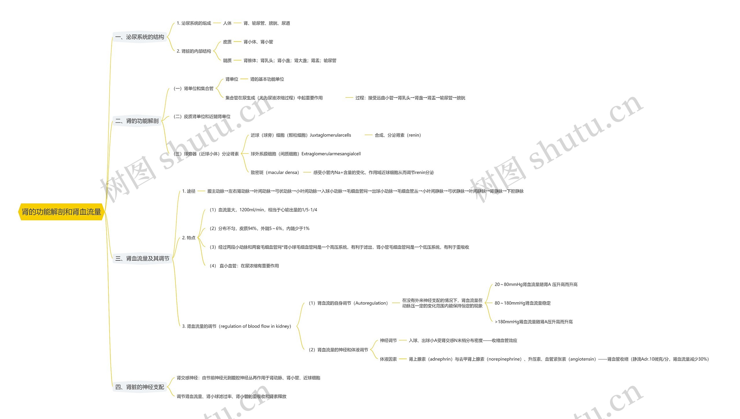 肾的功能解剖和肾血流量思维导图